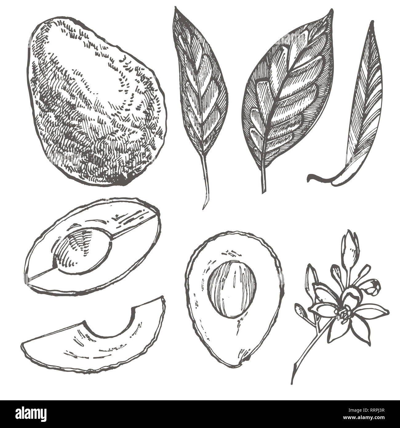 Avocado. Hand drawn illustrations. Tropical summer fruit engraved style ...