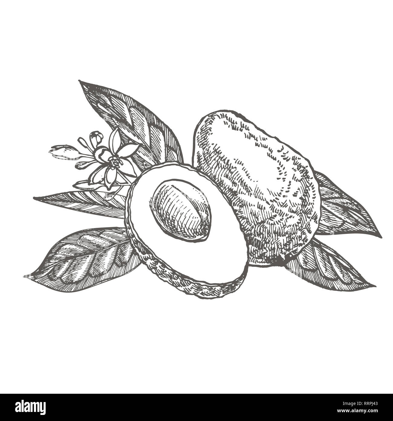 Avocado. Hand drawn illustrations. Tropical summer fruit engraved style ...