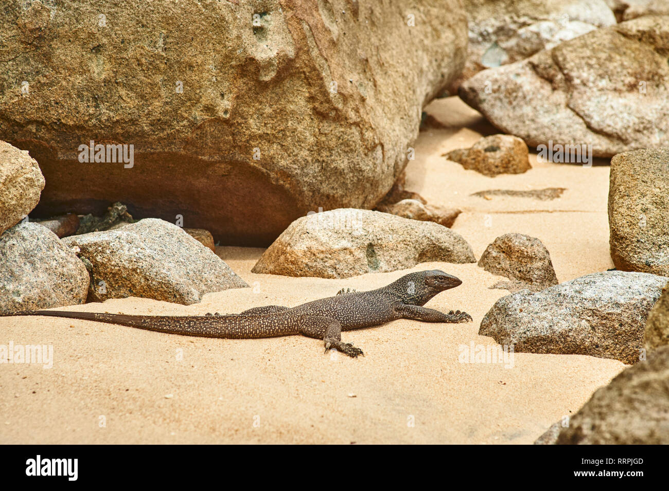 small varan in the middle of the rock of the beach Panuba on Tioman island, Malaysia Stock Photo