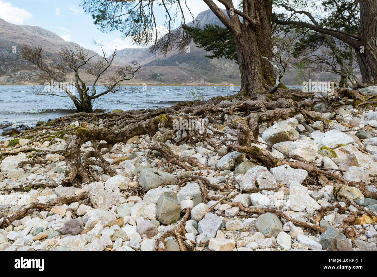 Exposed roots scots pine pinus hi-res stock photography and images - Alamy