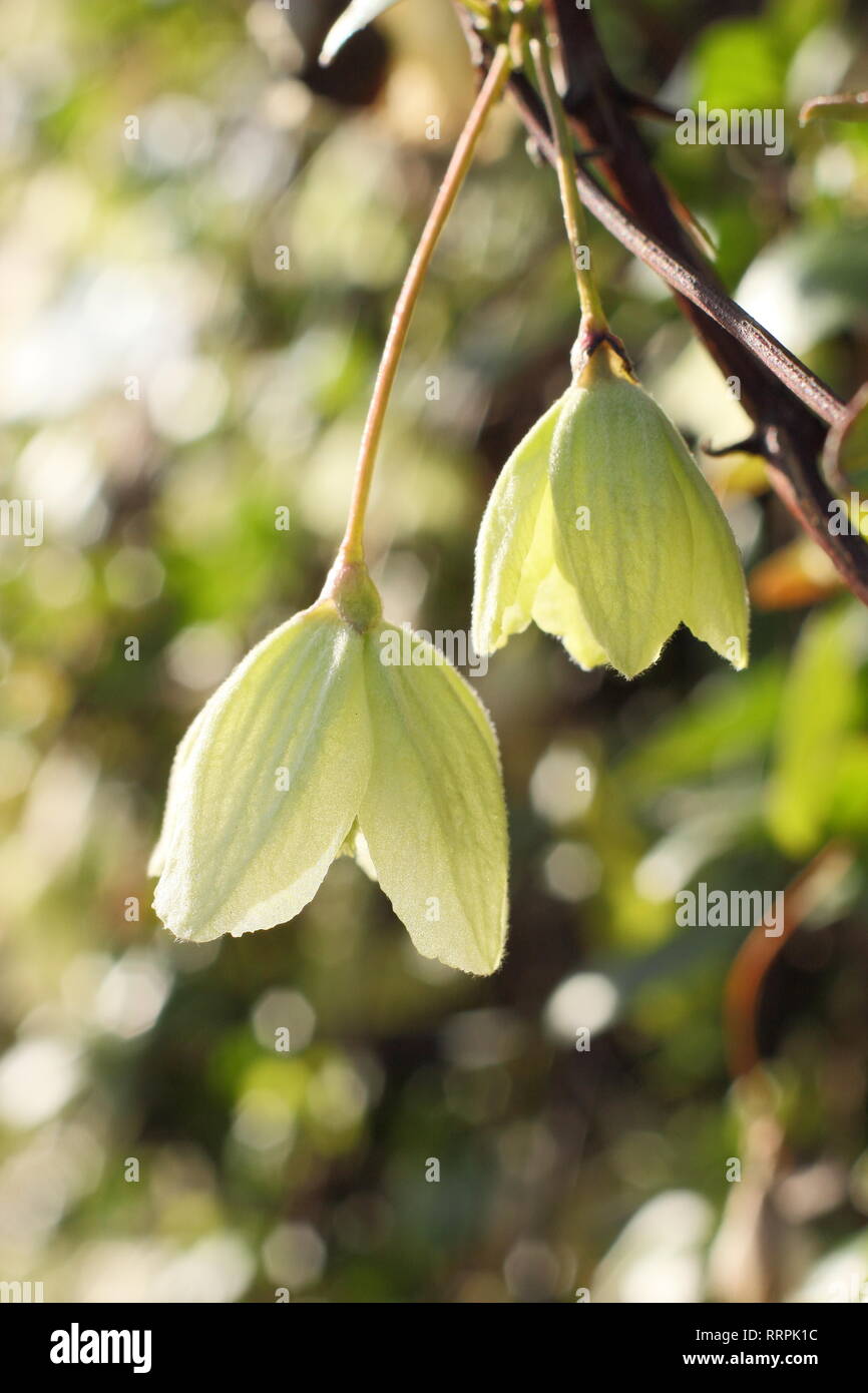 Clematis cirrhosa 'Wisley Cream'. Winter blooms of Clematis Wisley Cream in an English garden, UK.. AGM Stock Photo