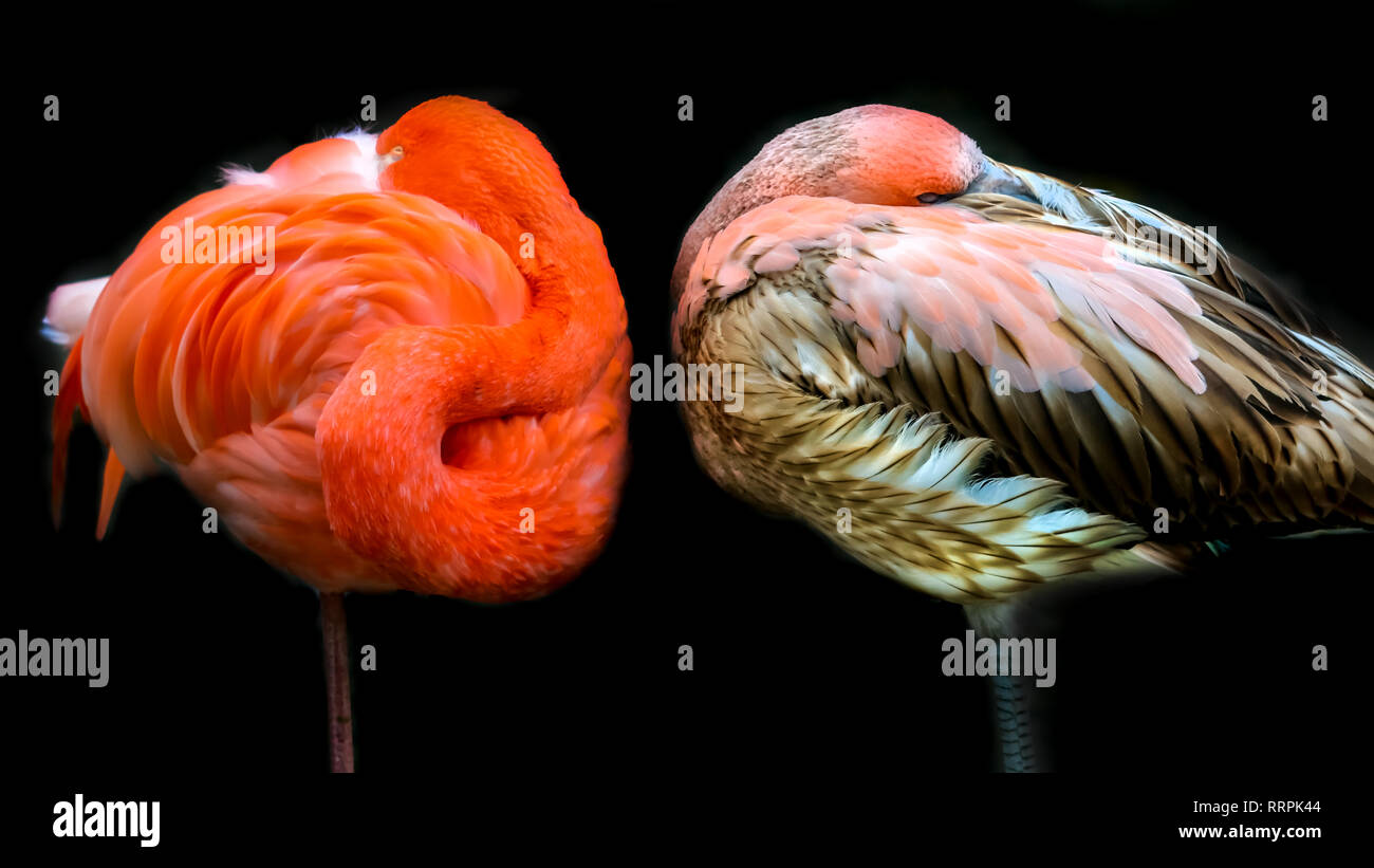 Flamingo family. Mother and daughter relaxing standing on one leg. Pink