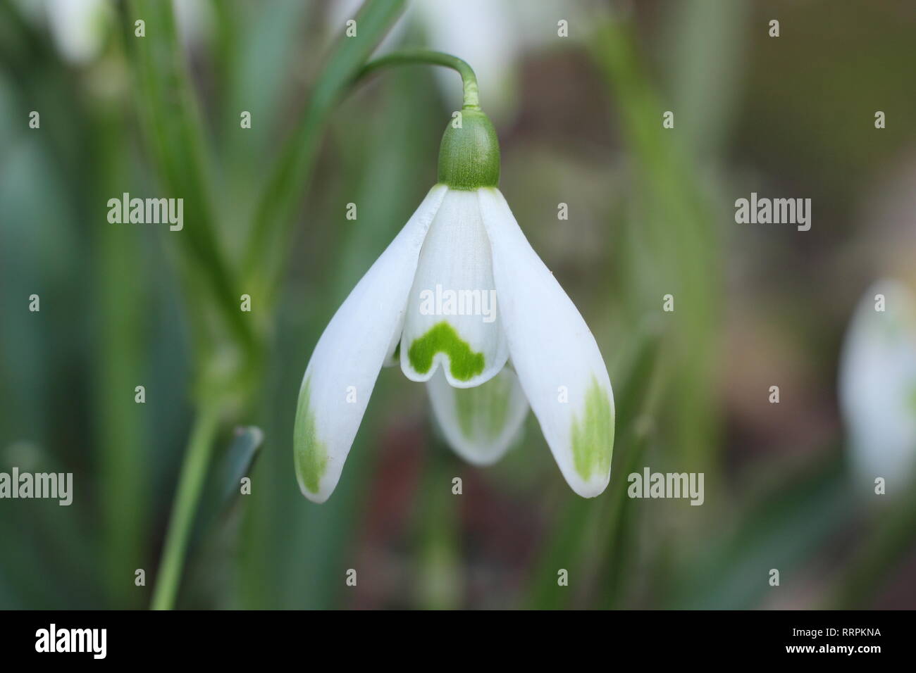 Galanthus 'Viridapice'. Fragrant bloom of Snowdrop Viridapice, with ...