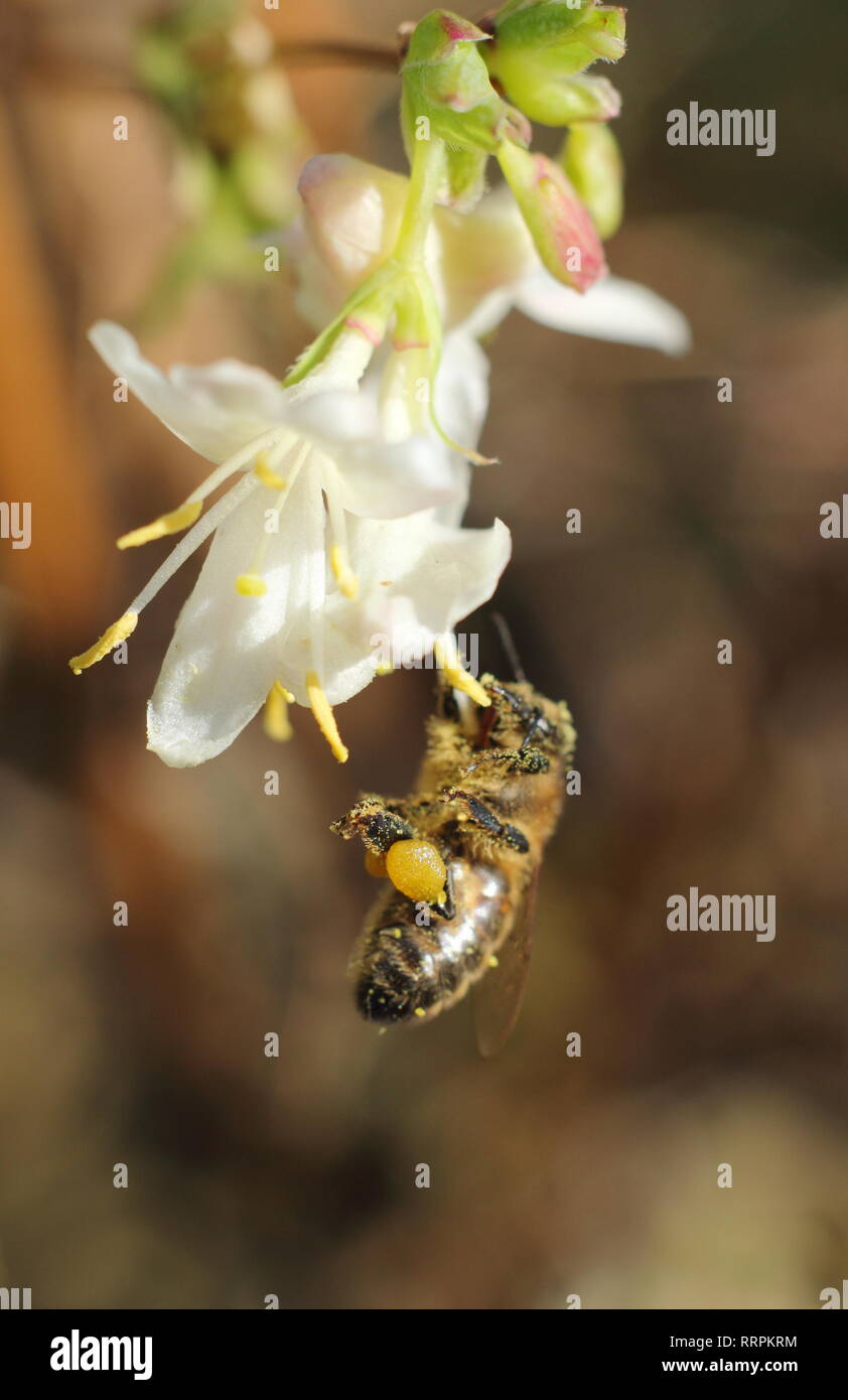 Bee winter honeysuckle hires stock photography and images Alamy