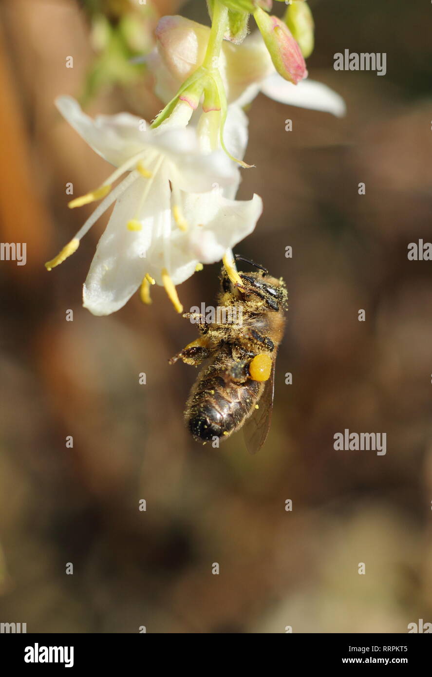 Apis mellifera on Lonicera fragrantissima. Honey bee on Winter honeysuckle in an English garden in winter - February, UK Stock Photo