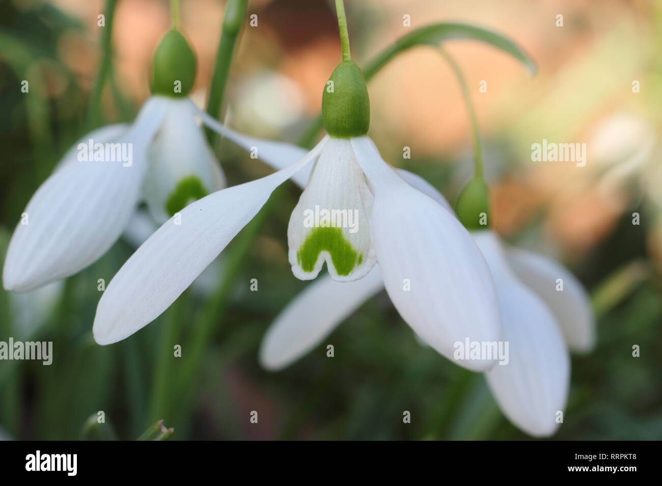 Galanthus 'Magnet snowdrop blooms in a winter garden, UK. AGM Stock Photo