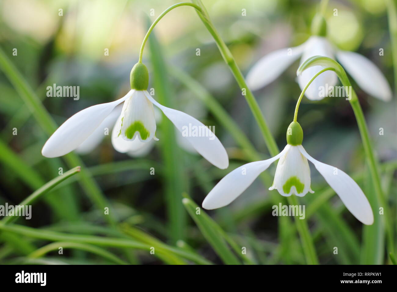 Galanthus 'Magnet snowdrop blooms in a winter garden, UK. AGM. Noted for comparatively long, arching pedicel. Stock Photo