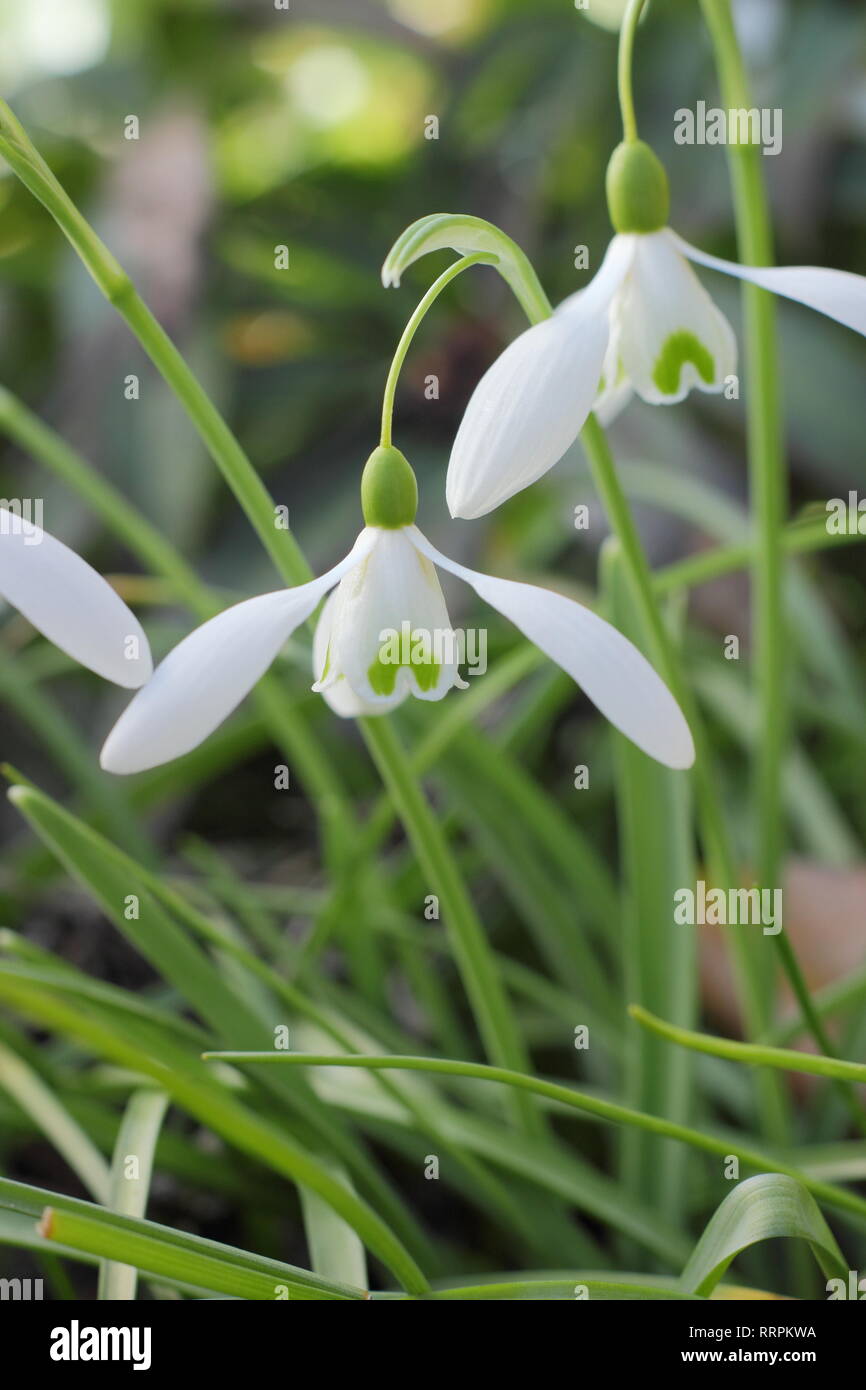 Galanthus 'Magnet snowdrop blooms in a winter garden, UK. AGM Stock Photo