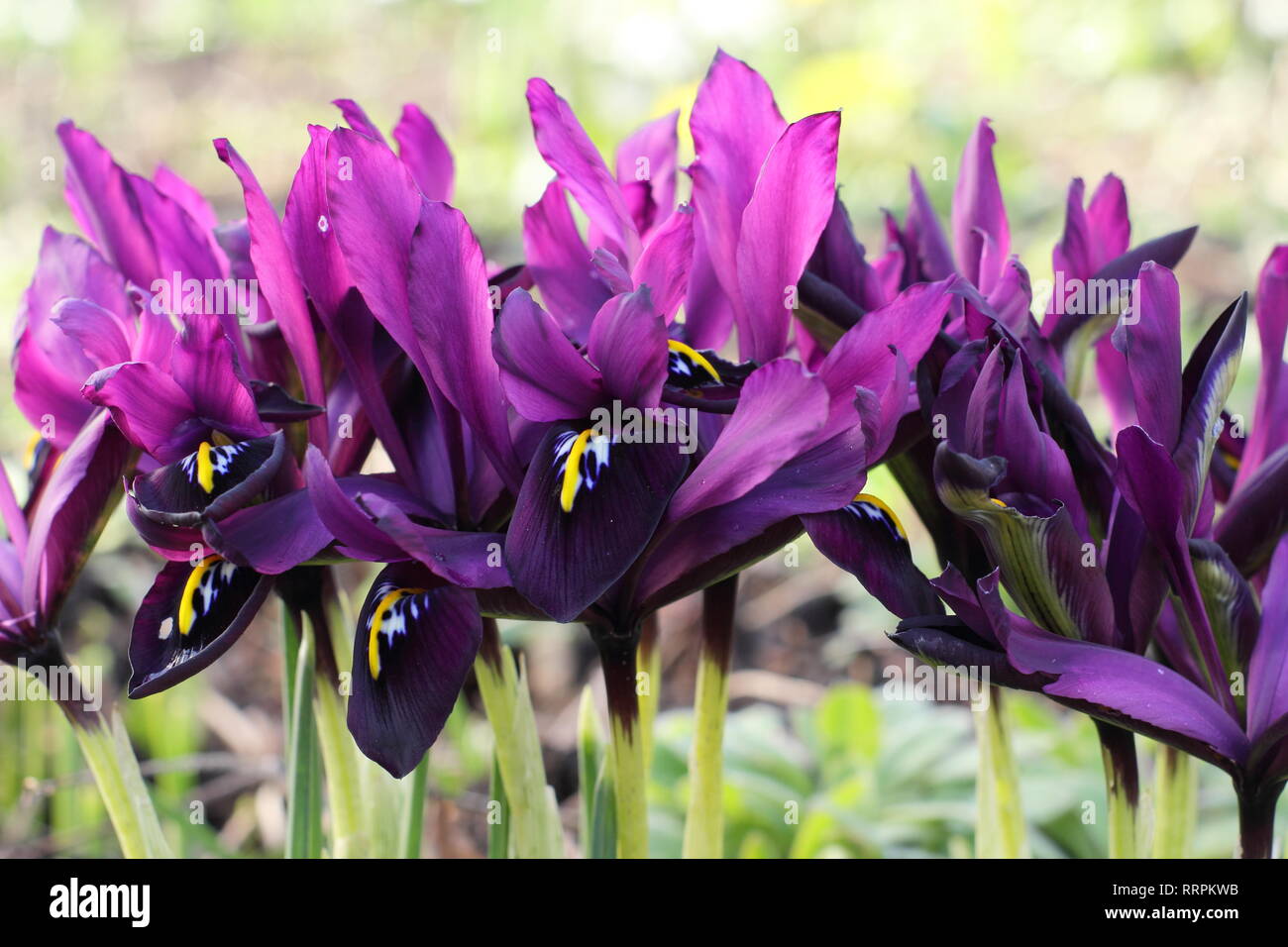 Iris histrioides 'George'. Early spring late winter flowers of Iris 'George' in an English garden, February, UK. Also called Iris reticulata' George'. Stock Photo