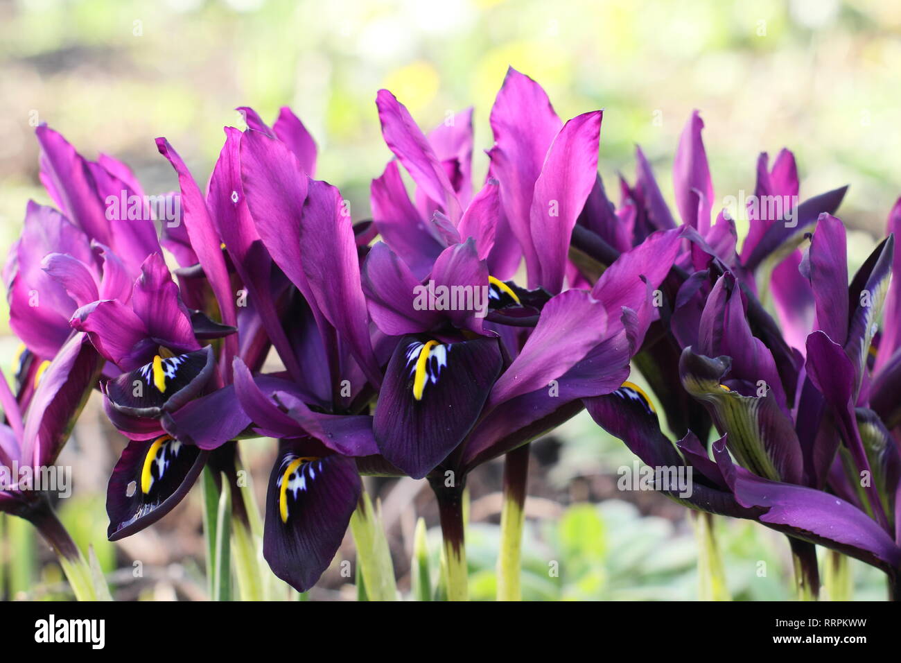 Iris histrioides 'George'. Early spring late winter flowers of Iris 'George' in an English garden, February, UK. Also called Iris reticulata' George'. Stock Photo