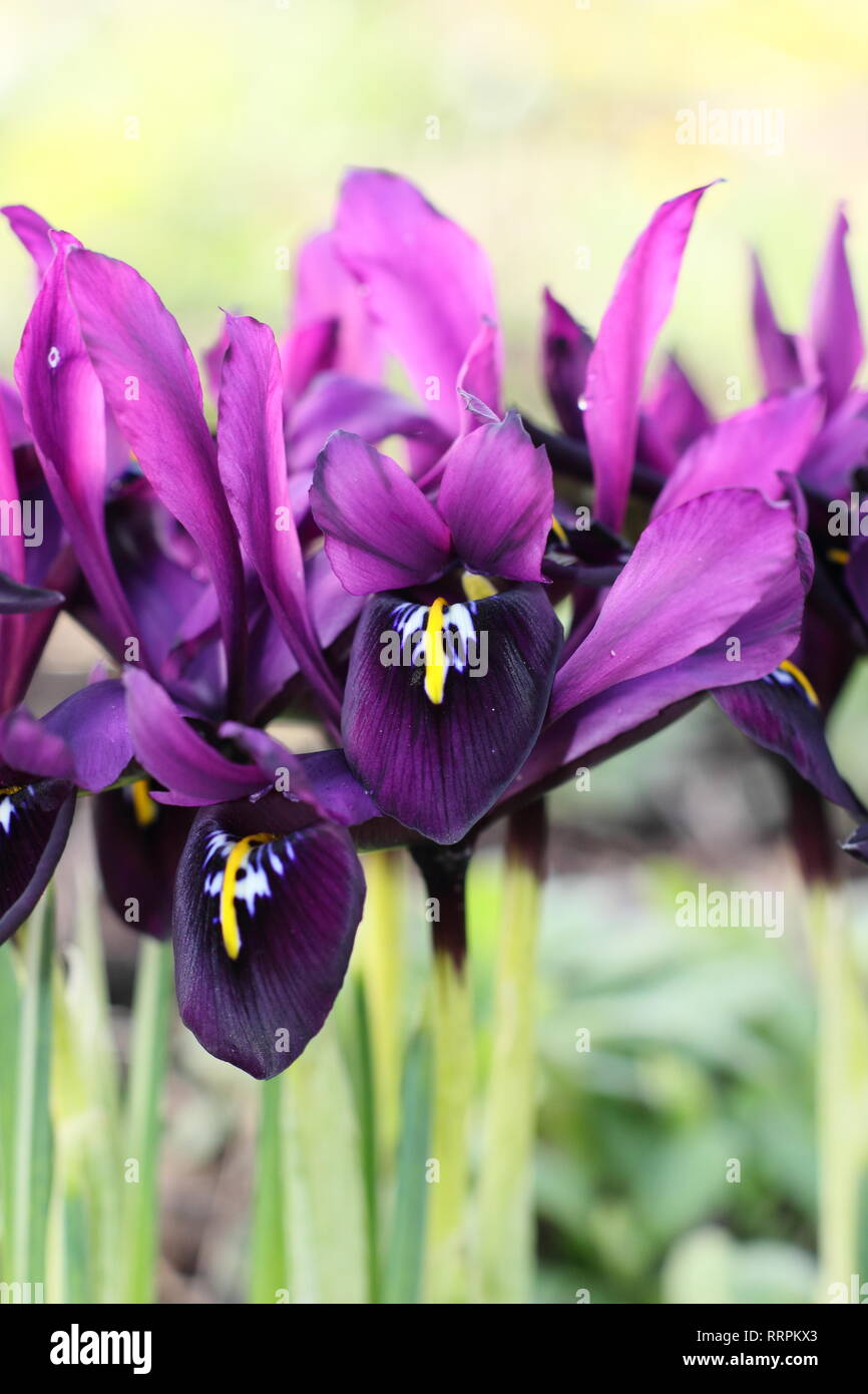 Iris histrioides 'George'. Early spring late winter flowers of Iris 'George' in an English garden, February, UK. Also called Iris reticulata' George'. Stock Photo