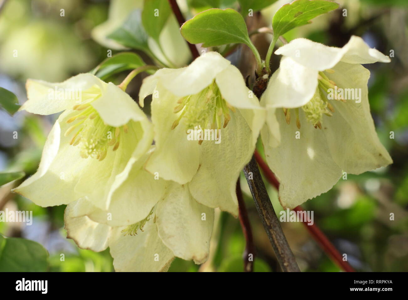 Clematis cirrhosa 'Wisley Cream'. Winter blooms of Clematis Wisley Cream in an English garden, UK.. AGM Stock Photo