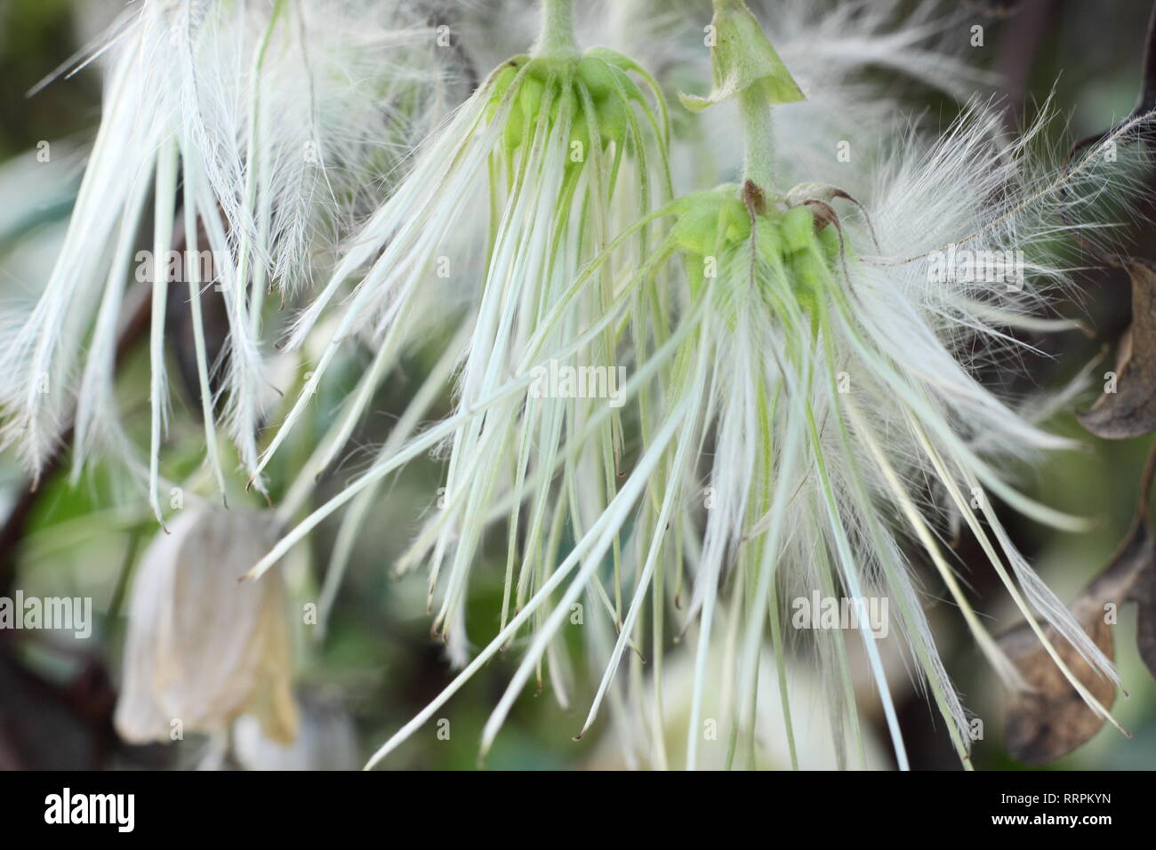 Clematis cirrhosa 'Wisley Cream'. Silky seedheads of Clematis Wisley Cream in a winter garden, UK.. AGM Stock Photo