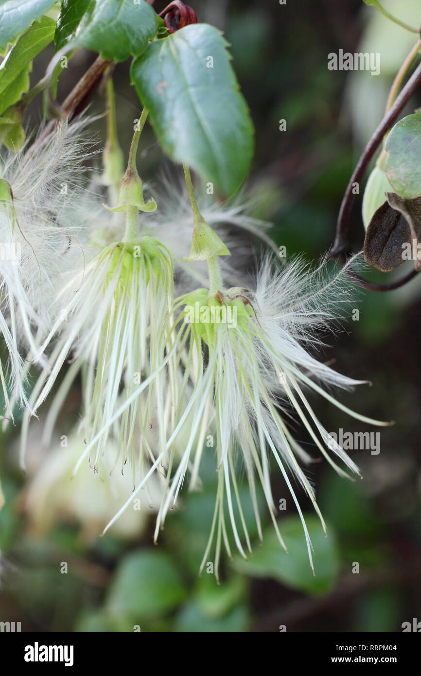 Clematis cirrhosa 'Wisley Cream'. Silky seedheads of Clematis Wisley Cream in a winter garden, UK.. AGM Stock Photo