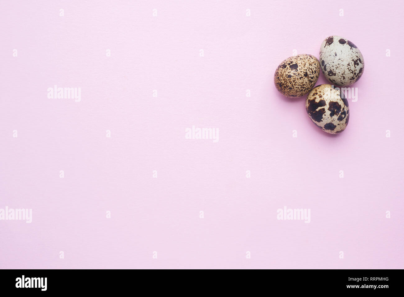 quail eggs on pink background with copy space Stock Photo