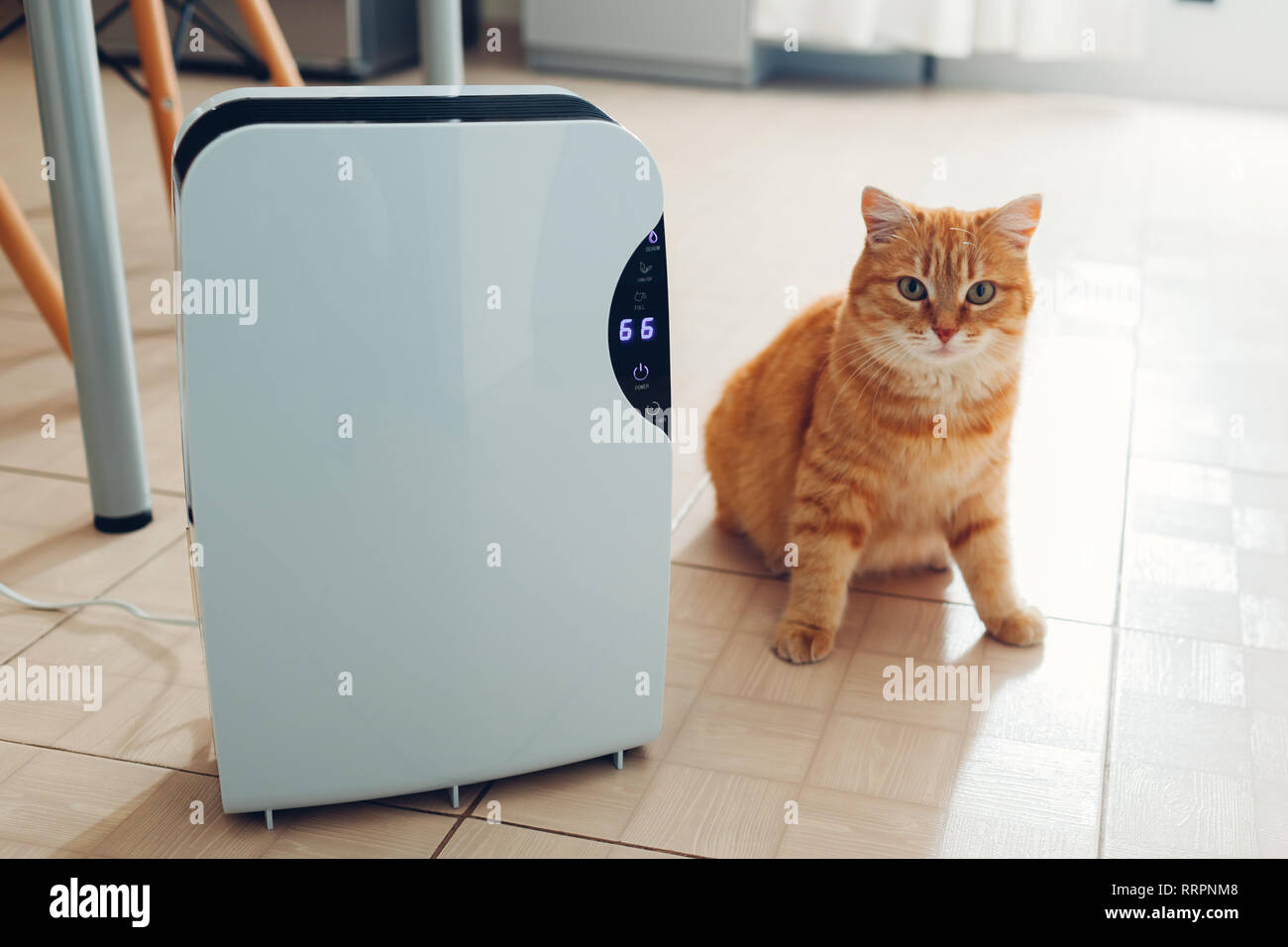 Humid Cat Dehumidifier with touch panel, humidity indicator, uv lamp, air ionizer ...
