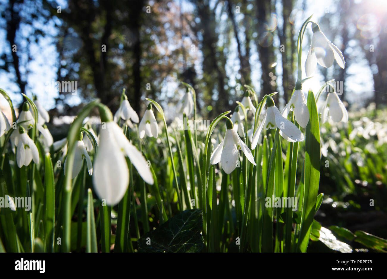 Snowdrops Growing In The Ground Of Colwick Hall Hotel In Nottingham 