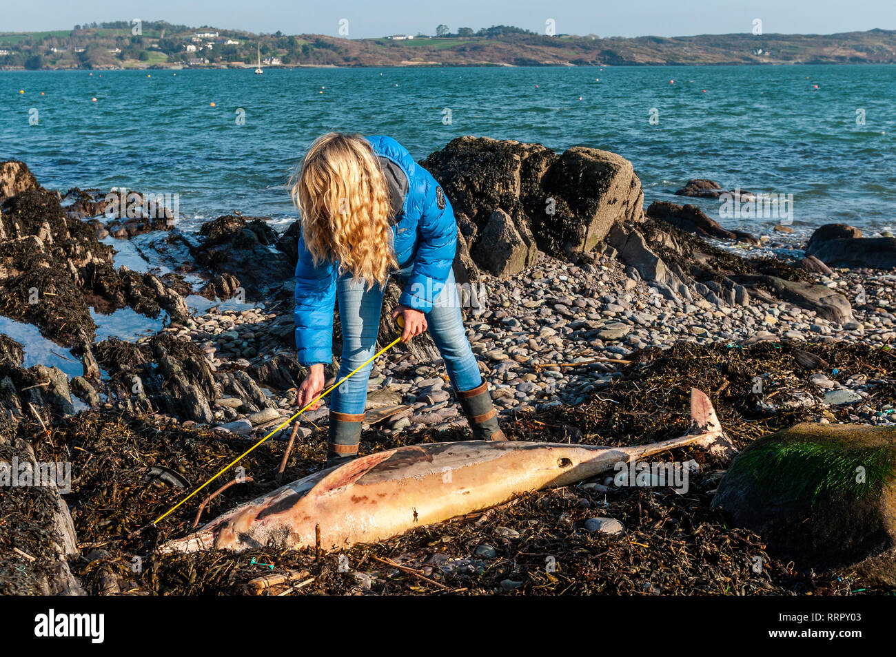 Schull, West Cork, Ireland. 26th Feb, 2019. A dead dolphin was found on Schull beach today with fishing line around its beak. Helen Tilson of Schull Sea Safari measured the animal, which was a mature adult and 2 metres long. The Irish Whale and Dolphin Group has been called and will perform a post mortem to find out the cause of death. Credit: Andy Gibson/Alamy Live News. Stock Photo