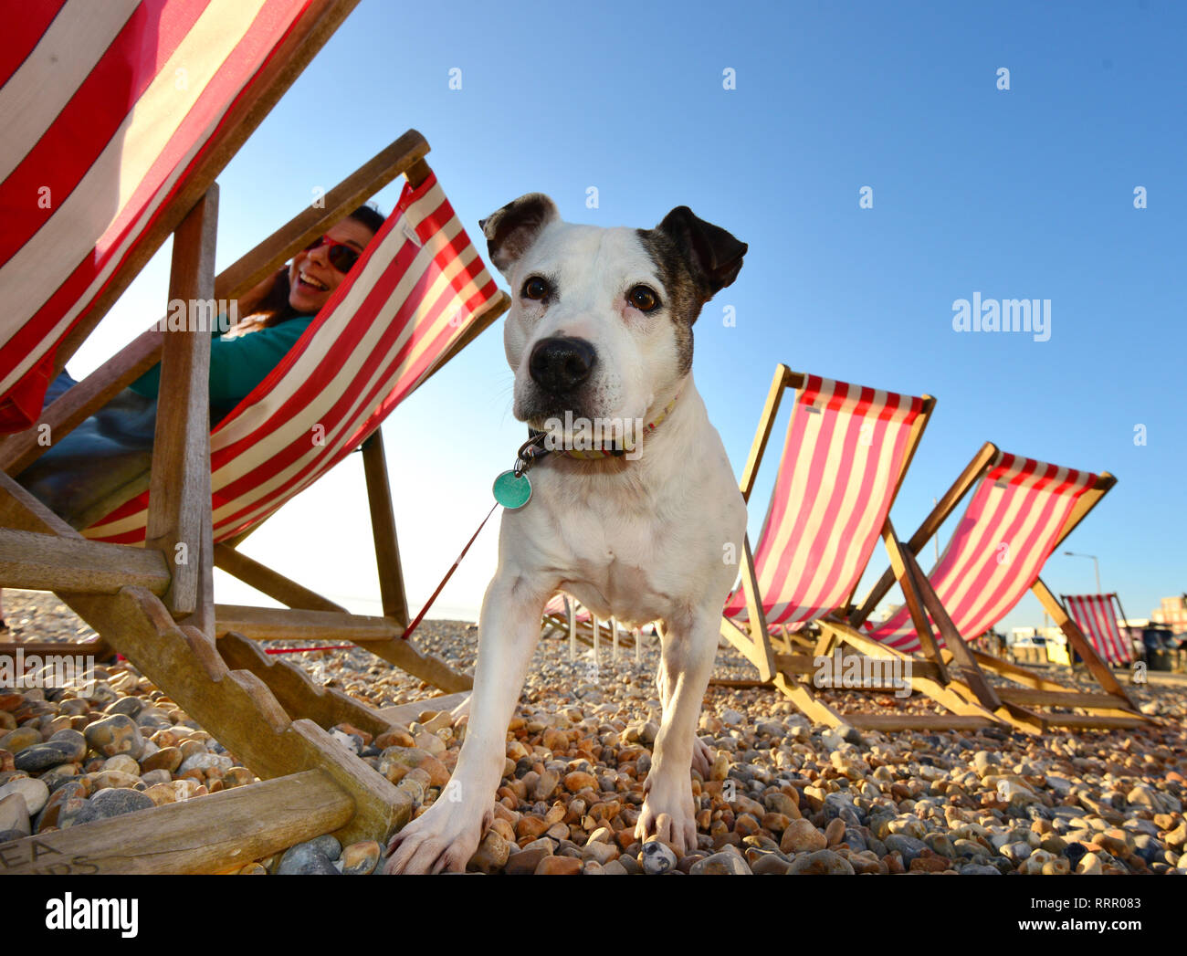 Seaford, East Sussex, UK. 26th Feb, 2019. Sky, a terrier, enjoying the sun on the beach at Seaford on the hottest winter day on record. Credit: Peter Cripps/Alamy Live News Stock Photo