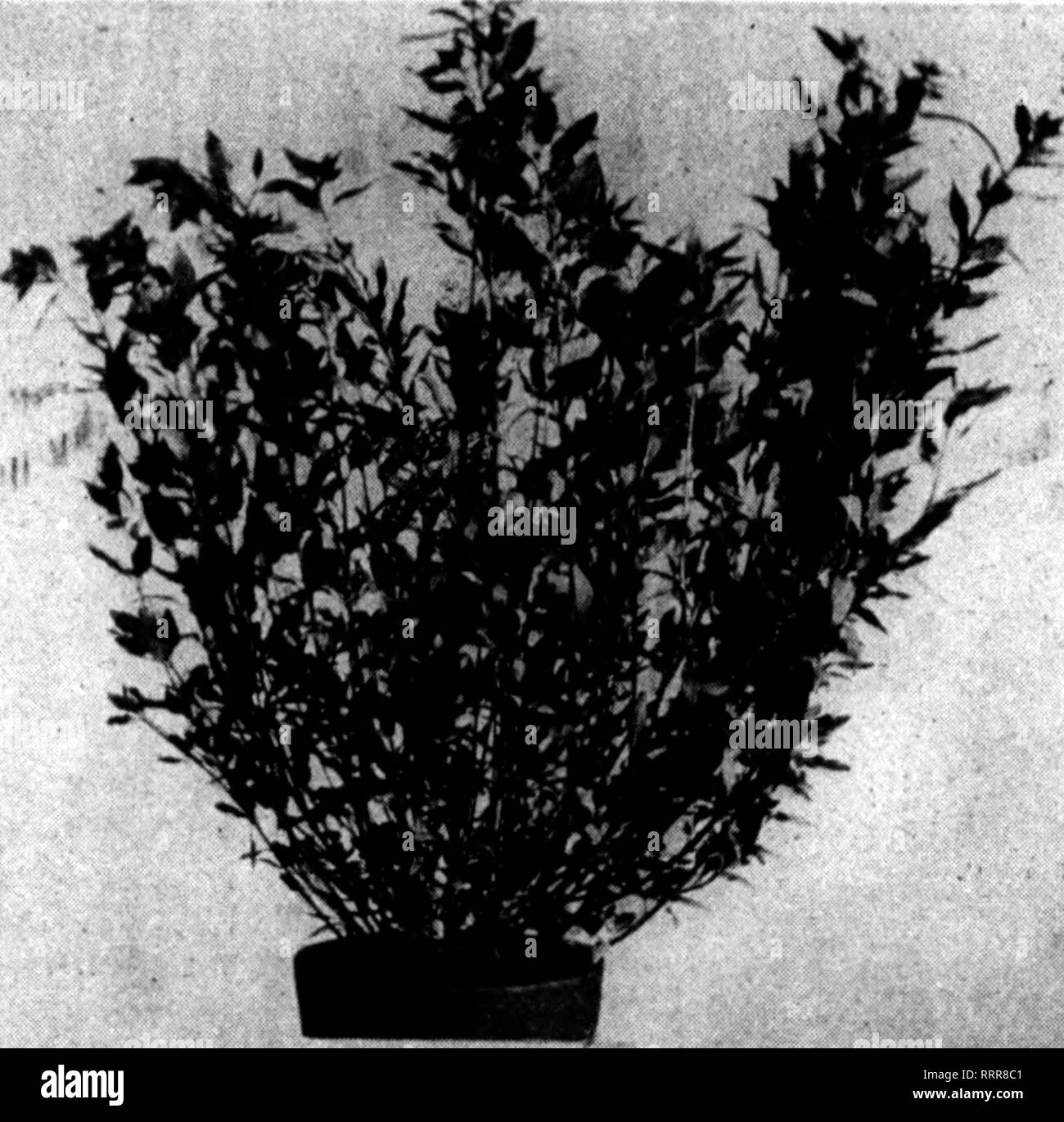. Florists' review [microform]. Floriculture. 102 The Florists'Review Mabch 25, 1915.. S.f.a»m4llma. S«ad Sown Jon* 17, First BloasoiH Dw. Photo Fob. 10. loside or Outside No matter where you grow seedling plants of my Silver Pink Snapdragon the same good results obtain. Right now Is the time to, sow seed for your stock of plants for bedding out. Whether yon ?irant it for show or profit there Is no snapdragon that will equal it. It Is not a mite dwarf and you can cut salable blossoms by the armful all summer, from frost to frost. Buffalo, N. T., Feb, 25, 1915. G. S. Ramsburg. Dear Sir: Please  Stock Photo