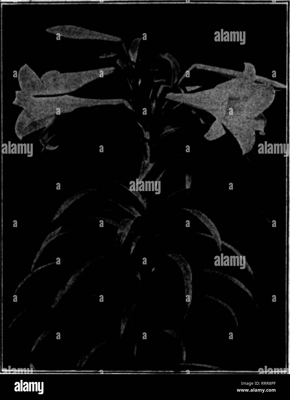 . Florists' review [microform]. Floriculture. Alqust 19, 1915. vrv^^^jtiifv'j'/^.v^^viimj; ?• ? ••yi'.*--^T*'r*^;^ff^ „^ &gt;.,• The Florists^ Review 83 EDWARD REID W**fa«'«&quot;»*t 1619-21 Ranstead St., Philadelphia, Pa. Choice Sunburst, Kalserin, Select Beauties, our usual fine zra.de of Valley, Qladioli and all seasonable flowers. Wholesale Cut Flower Prices. Cincinnati. Aug. 18.1916. Per doz. Beauties, 30 toS6-inch, Special.. fs.oo 24 to 30-inch, Fancy... 2.00 lb to 24-inch. Extra.... 1.50 12 to 18-inch. First.... i. oj 8 to 12-inch. Second .. .50 Per 100 Klllamey, white and pink ...... Stock Photo