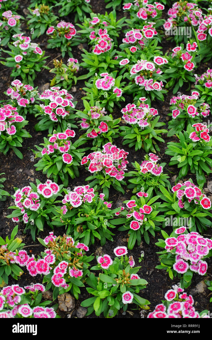 Dianthus barbatus flower or Sweet William Flower in the garden. Stock Photo