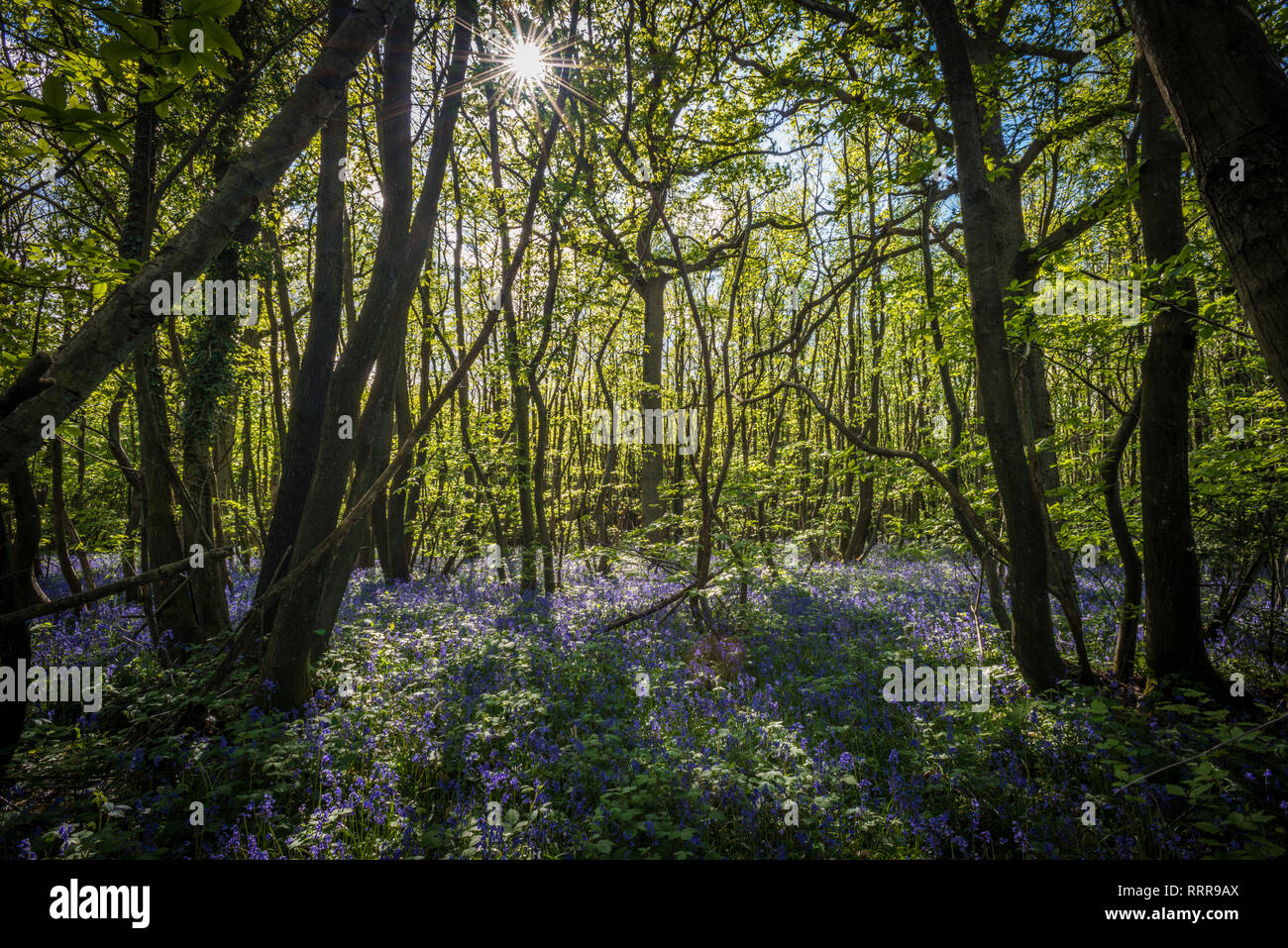 Bluebells in King's Wood near Challock in the Kent Downs AONB Stock Photo
