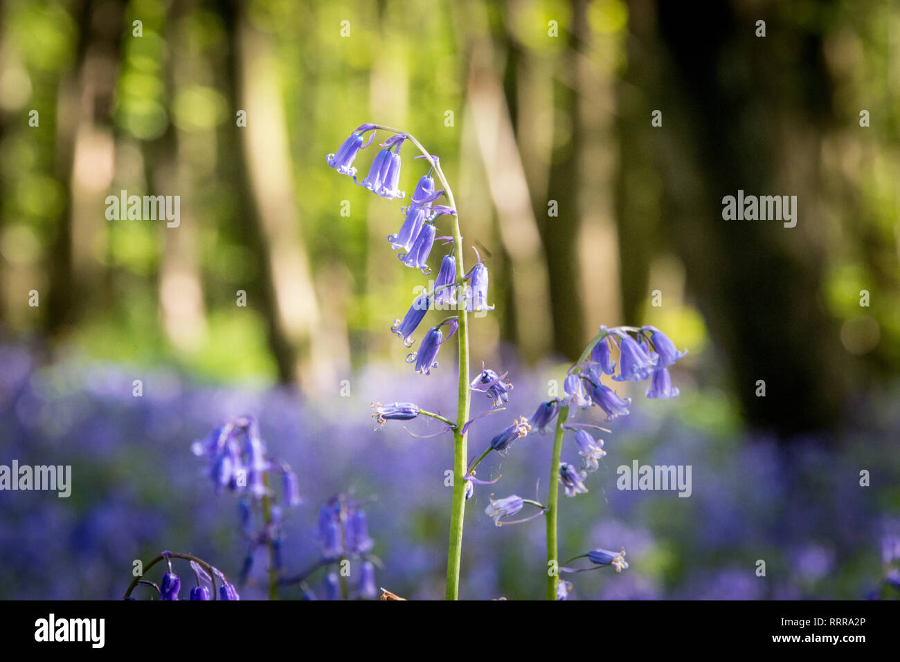 Bluebells in King's Wood near Challock in the Kent Downs AONB Stock Photo
