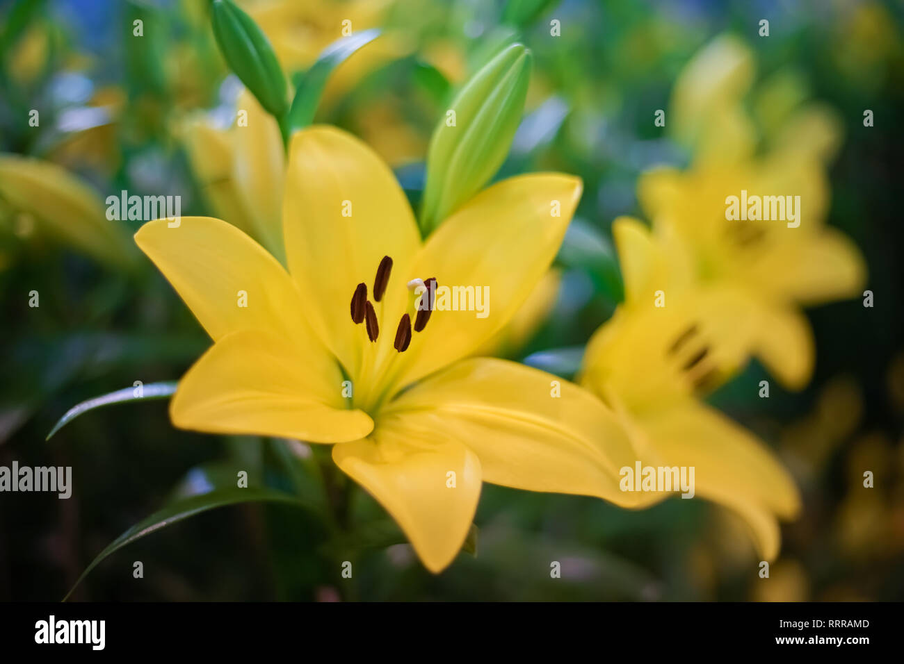 Closed up beautiful yellow lily in botanical garden soft focus shot. Stock Photo