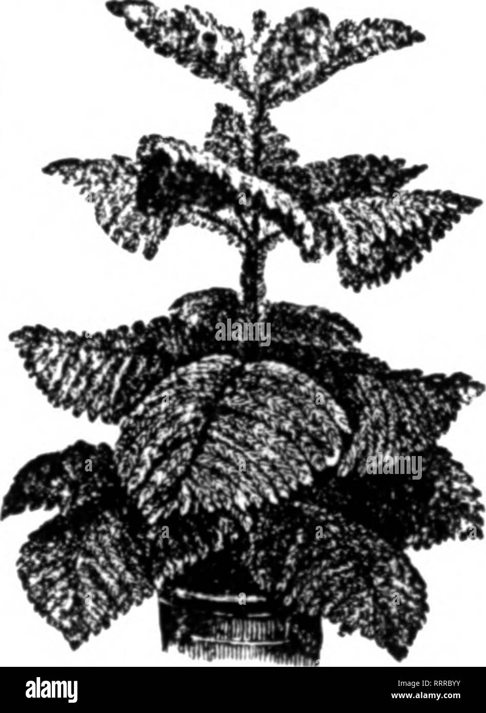 Florists Review Microform Floriculture Kee U S Patent Office Tle Fjeh A Weekly Joubnal Gt Florists Seedsmen Nurserymen Florists Publishing Co 635 Caxton Buildlne 508 South Dearborn St Chicago Vol Xxxv Chicago December Florists Review Microform Floriculture Kee U S Patent Office Tle Fjeh A Weekly Joubnal Gt Florists Seedsmen Nurserymen Florists Publishing Co 635 Caxton Buildlne 508 South Dearborn St Chicago Vol Xxxv Chicago December