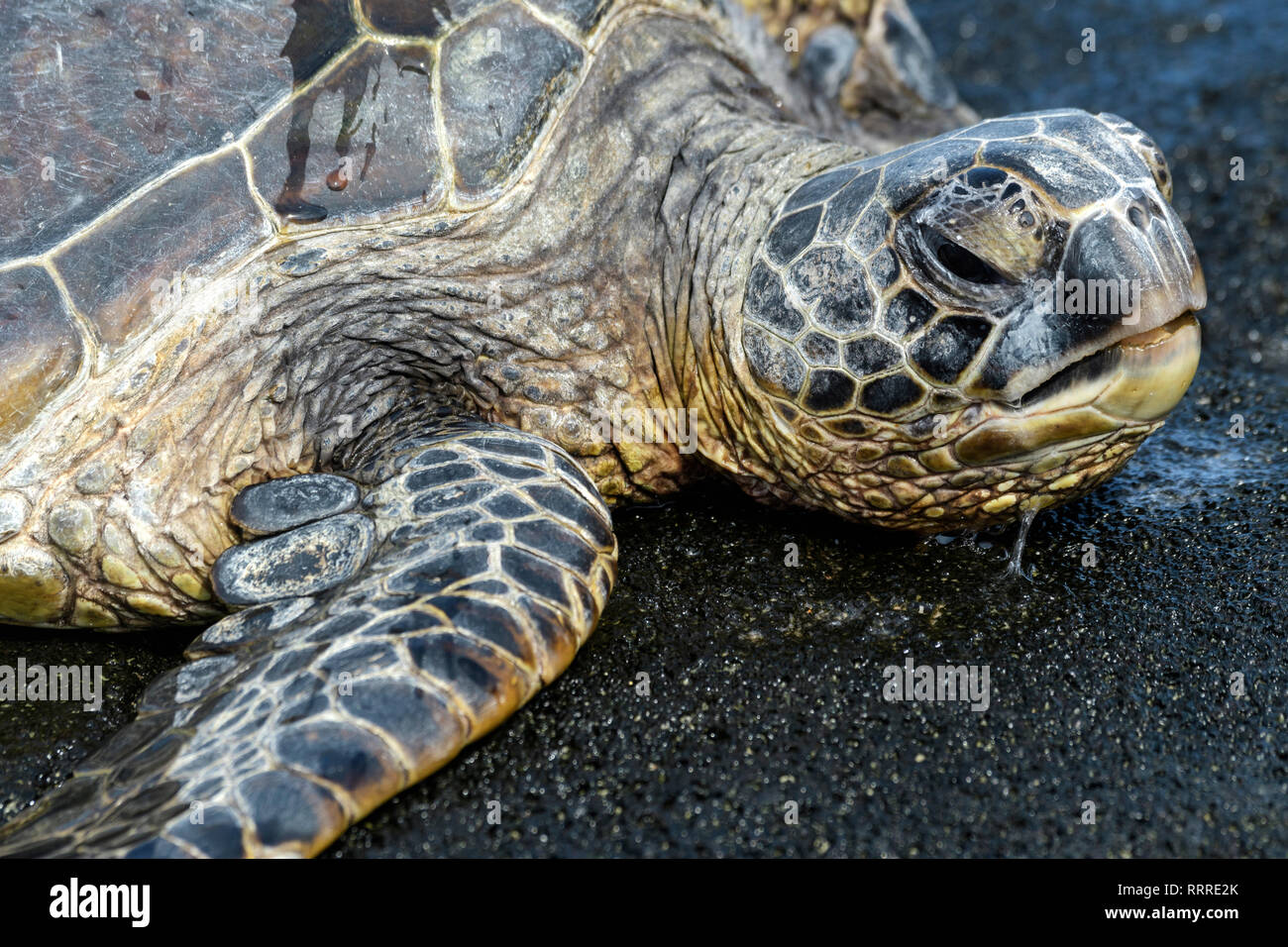 South Pacific, USA, Hawaii, Hawaiian, Island, Big Island, Green Sea Turtle Stock Photo