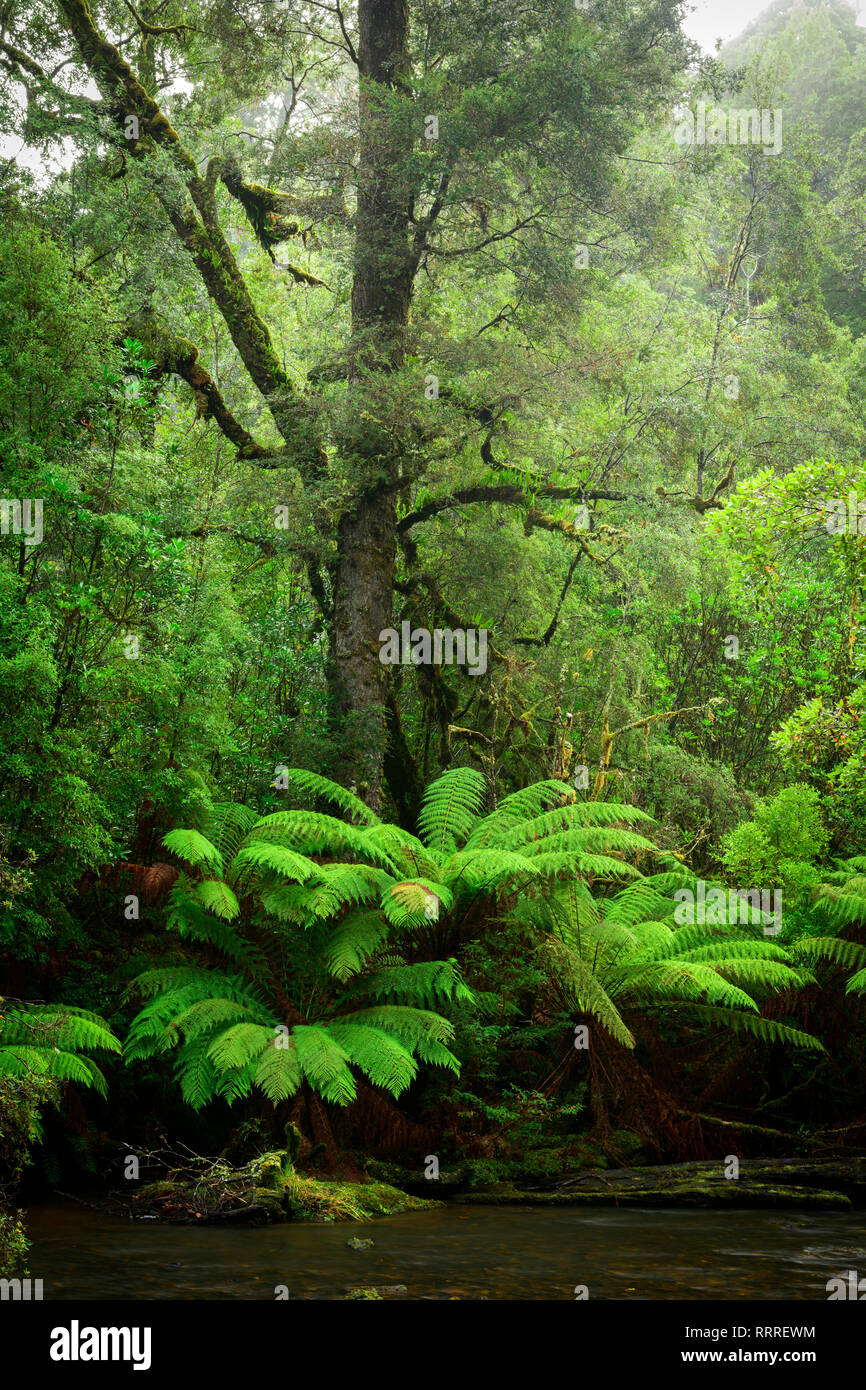 Australia, Tasmania, Tarkine, temperate rain forest and fern tree Stock