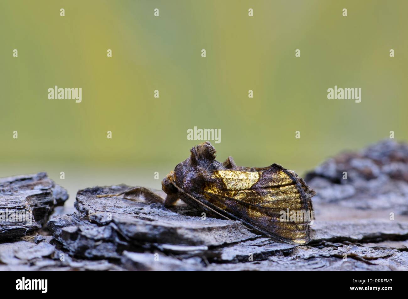 A Golden Looper moth (Argyrogramma verruca) resting on tree bark against a blurred green and yellow nature background in Houston, TX. Stock Photo