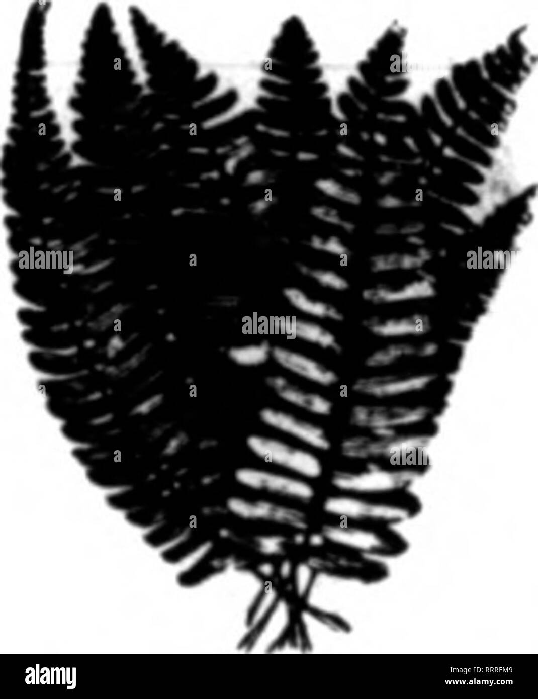 Florists Review Microform Floriculture If Tar Heel Evergreen