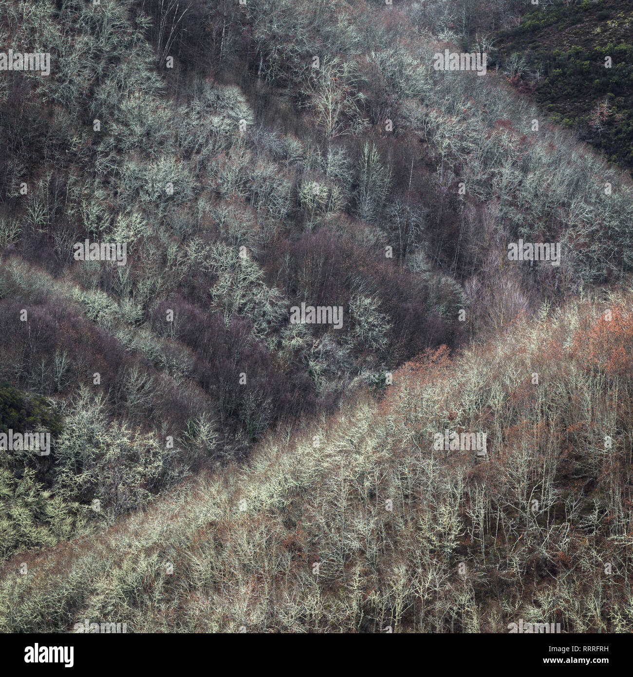 Half-mountain slopes covered with deciduous forests full of white lichen, in Becerreá, Galicia Stock Photo