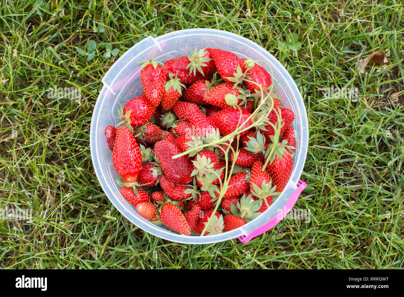 Bucket of freshly picked strawberries on green grass at the garden. Top ...