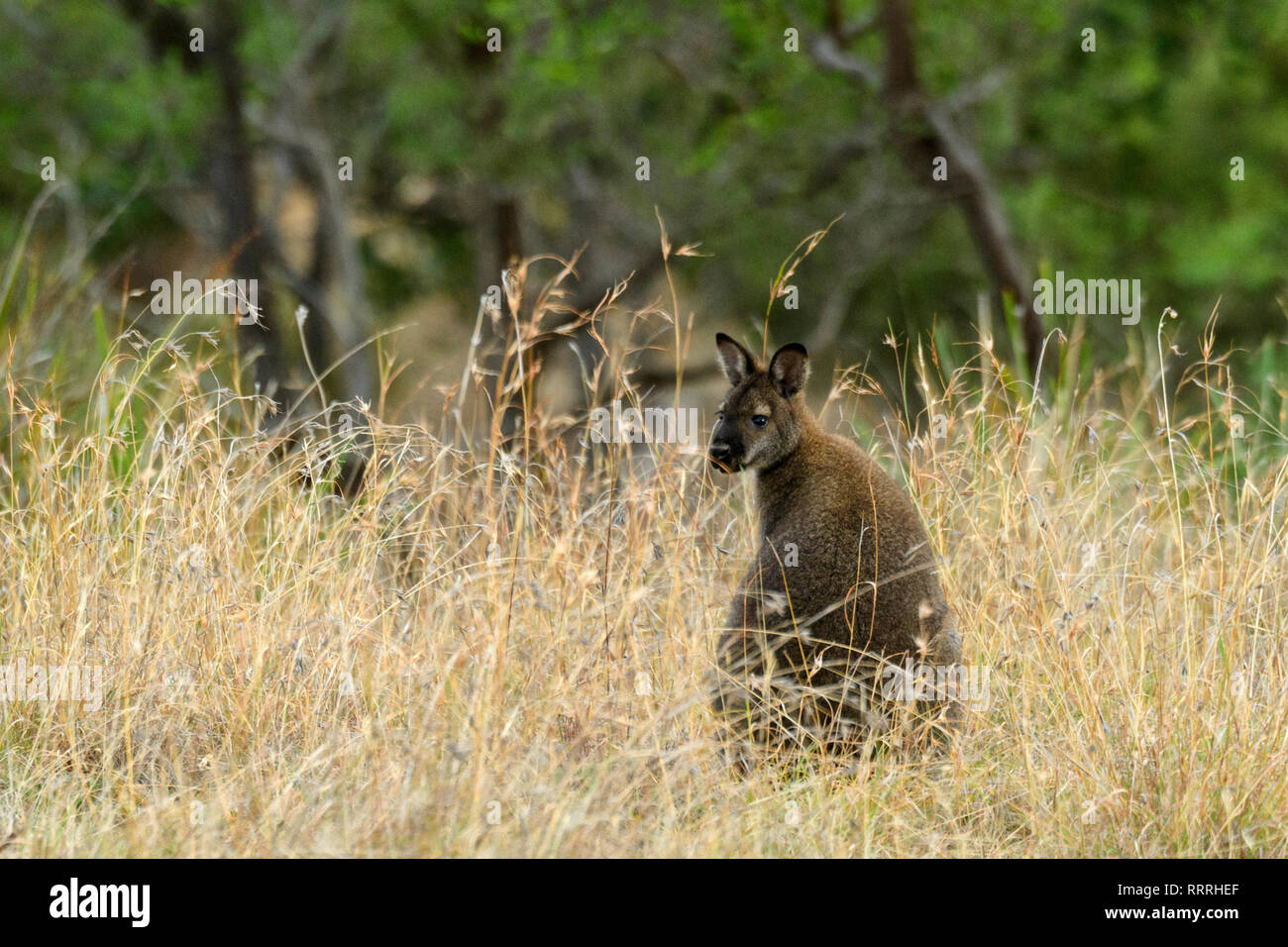Oceania, Australia, Australian, Tasmania, Bruny Island, Wallaby, australian kangaroo, wildlife, animal Stock Photo
