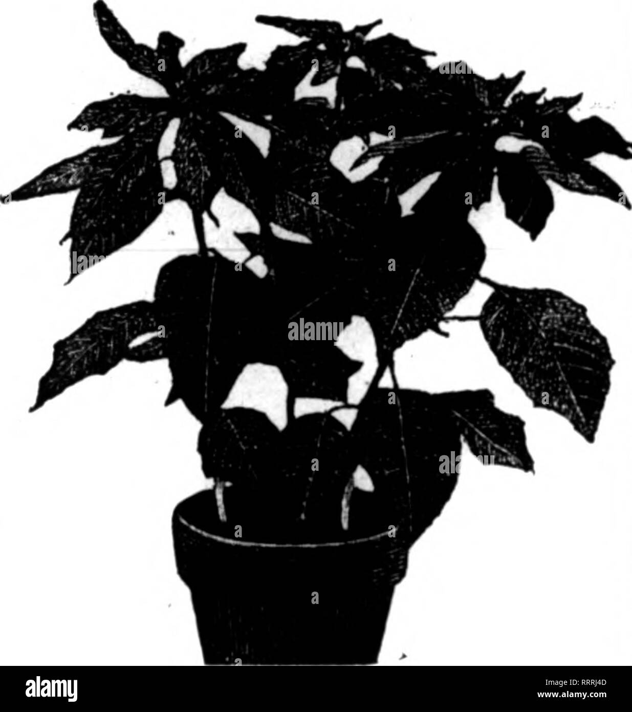 . Florists' review [microform]. Floriculture. Dracaena Godseffiana 2-irich pots $1.00 per doz. 3-inch pots 1.50 per doz. Dracaena Massangeana 6-inch $1.00 each Begonia Glory of Cincinnati No better stock can be found anywhere, these are our special pride and we kno n they will please. Now in fine bloom and just right for Christmas. 6-inch $0.60 to $0.75 each 6-inch 1.00 to 1.2o each 7-inch 1.50 to 2.00 each Begonia Gloire de Lorraine 6-inch, in full bloom 76c to $1.60 each 7-inch, in full bloom 2.00 each. Poinsettias Choice stock in pans with good bracts (according to value), from 76c to $2.60 Stock Photo