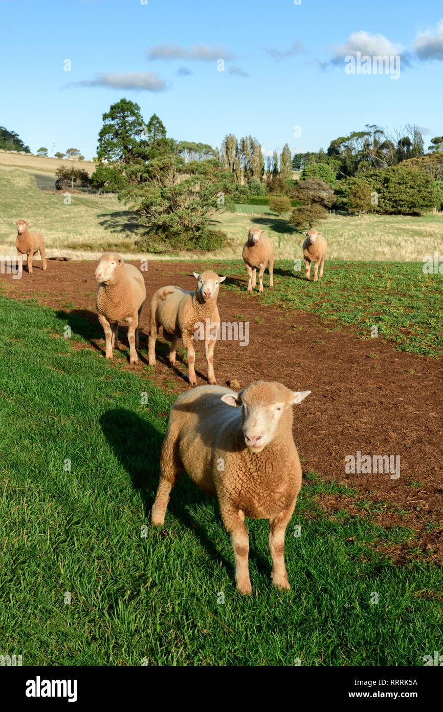 Oceania, Australia, Australian, Down Under, Tasmania, sheep pasture, Stock Photo