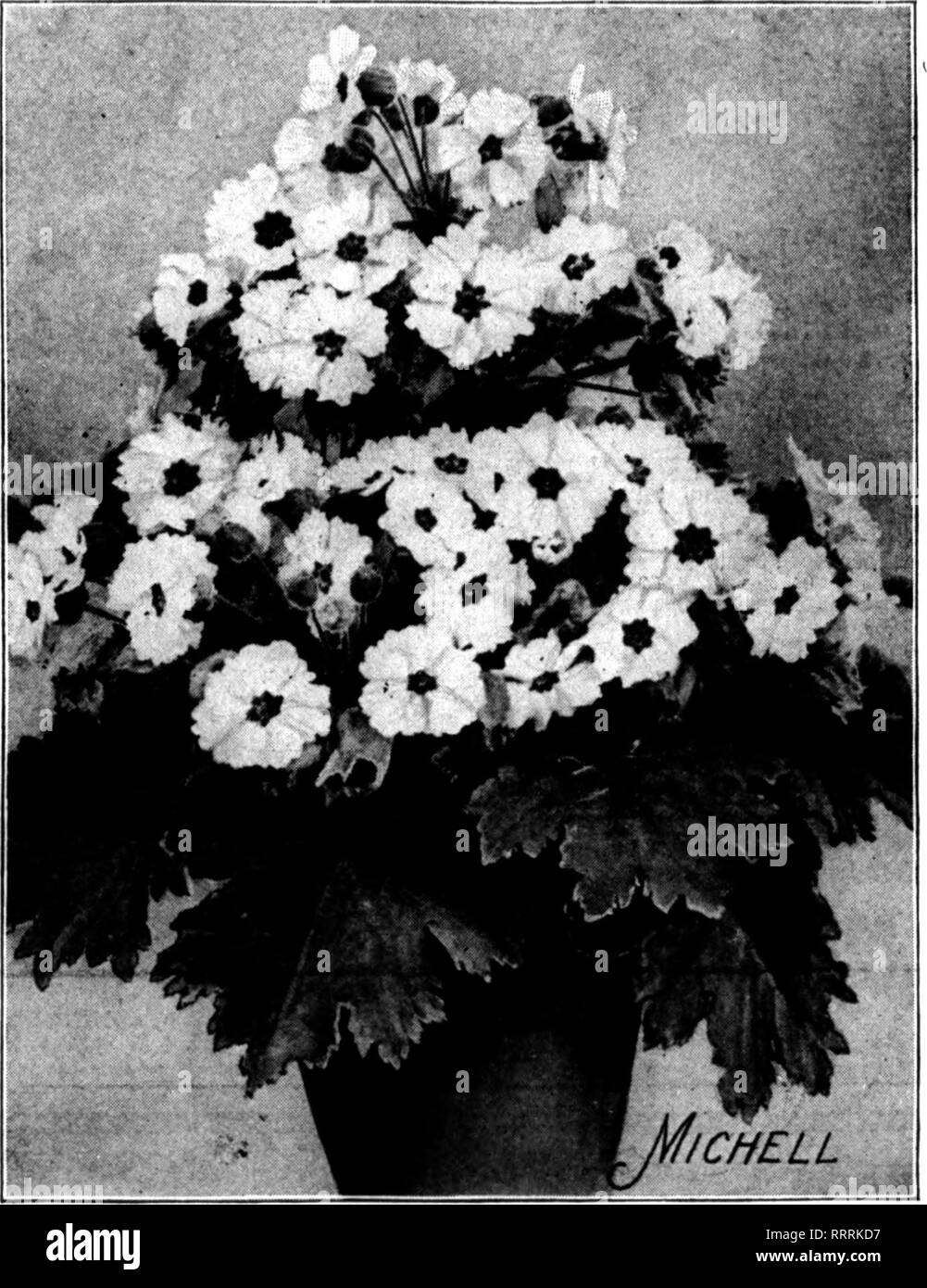 . Florists' review [microform]. Floriculture. 38 The Florists' Review May 7, 1914,. Make a ffiKst class investmenlt by buying MICHELL'S Distinctive Primroses Primula Chlnensis iflTrri Pkt. Trtf. Pkt. Prize Mixture, even blending all colors.. $0.60 $1.00 Alba Magniflca, white 60 1.00 Chiswick Red, red 60 1.00 Duchess, white, rosy carmine; yel. eye.. .60 1.00 Holborn Blue 60 1.00 Kermesina Splendens, crimson 60 1.00 Rosy Morn, pink 60 1.00 Primula Obconica QIgantea Lilacina, pale lilac .50 Rosea, pink .50 Kermesina, deep crimson .60 Alba, White .50 Hybrida Mixed, .50 MICHELL'S Distinctive Cinera Stock Photo