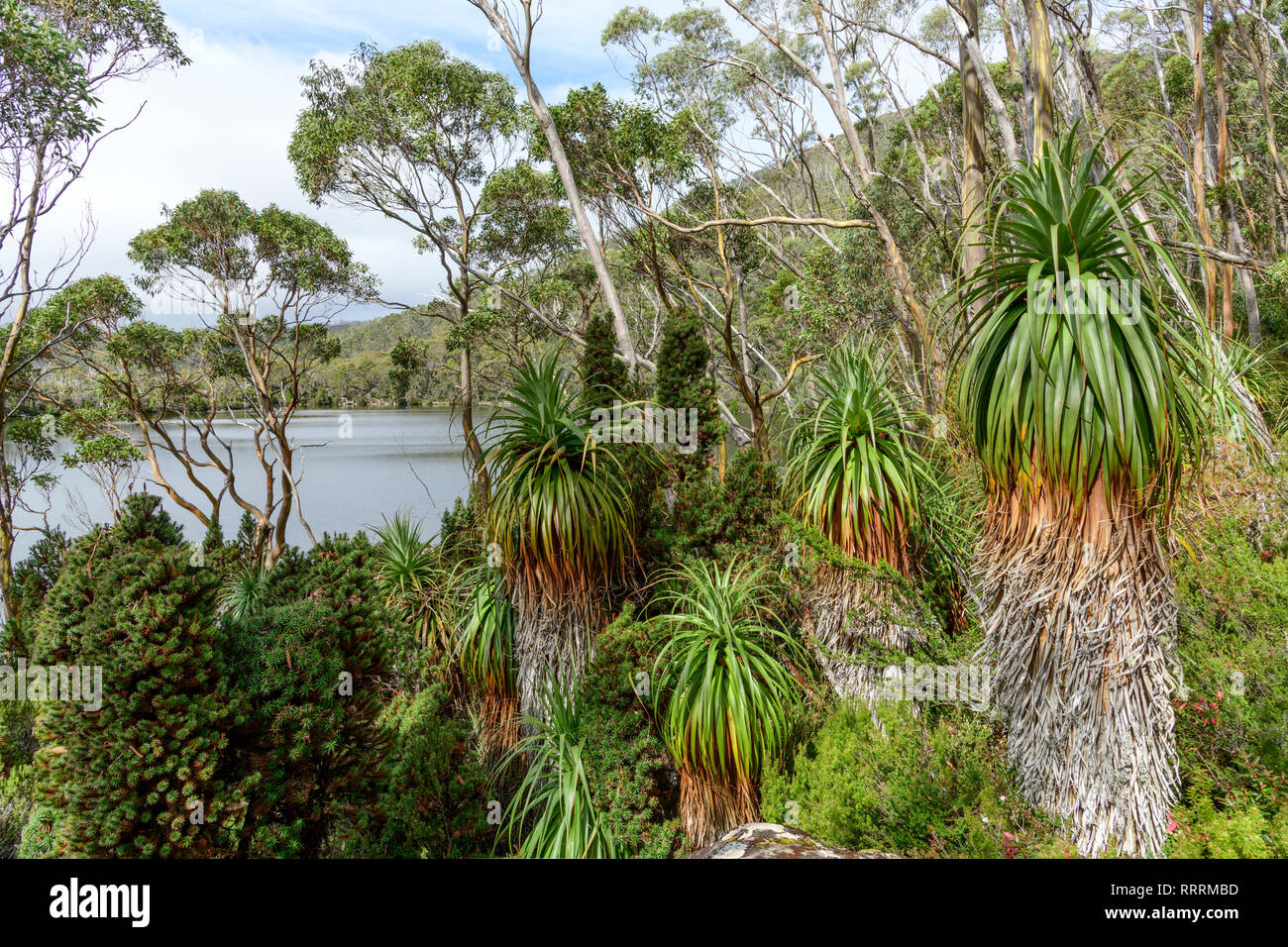Australia, Australian, Tasmania, Central Highlands, Mount Field