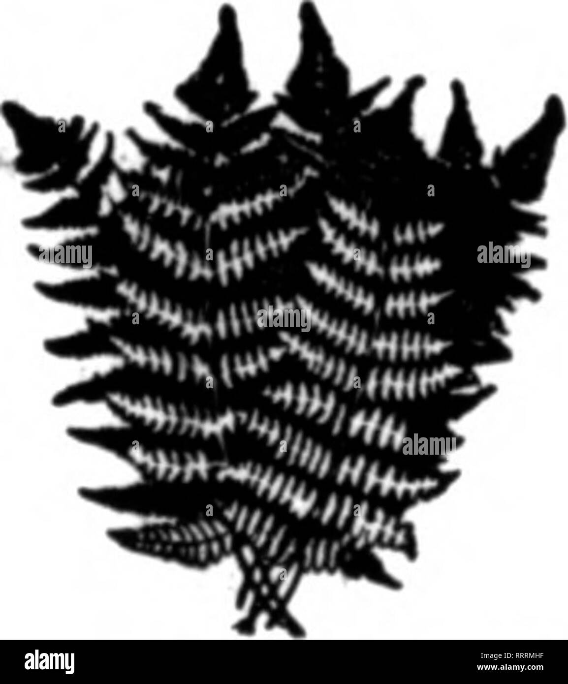 Ijo Black And White Stock Photos Images Alamy