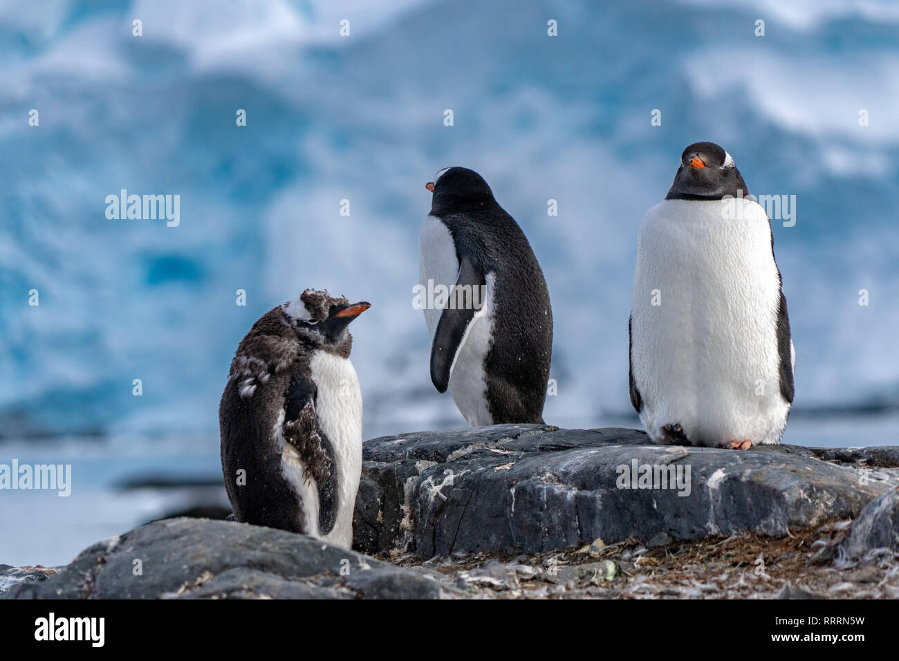 Penguins in Antarctica Stock Photo