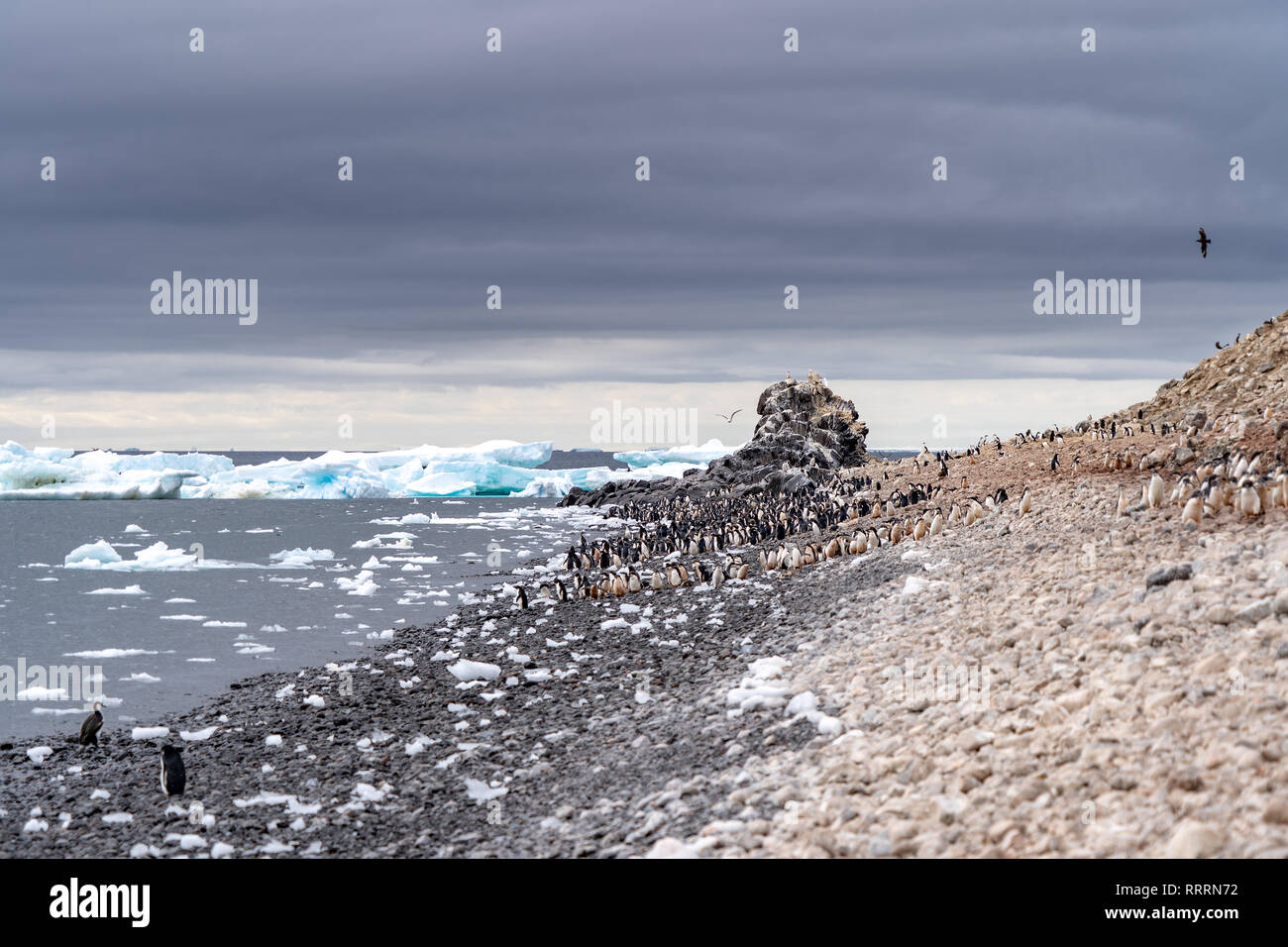 Penguins in Antarctica Stock Photo