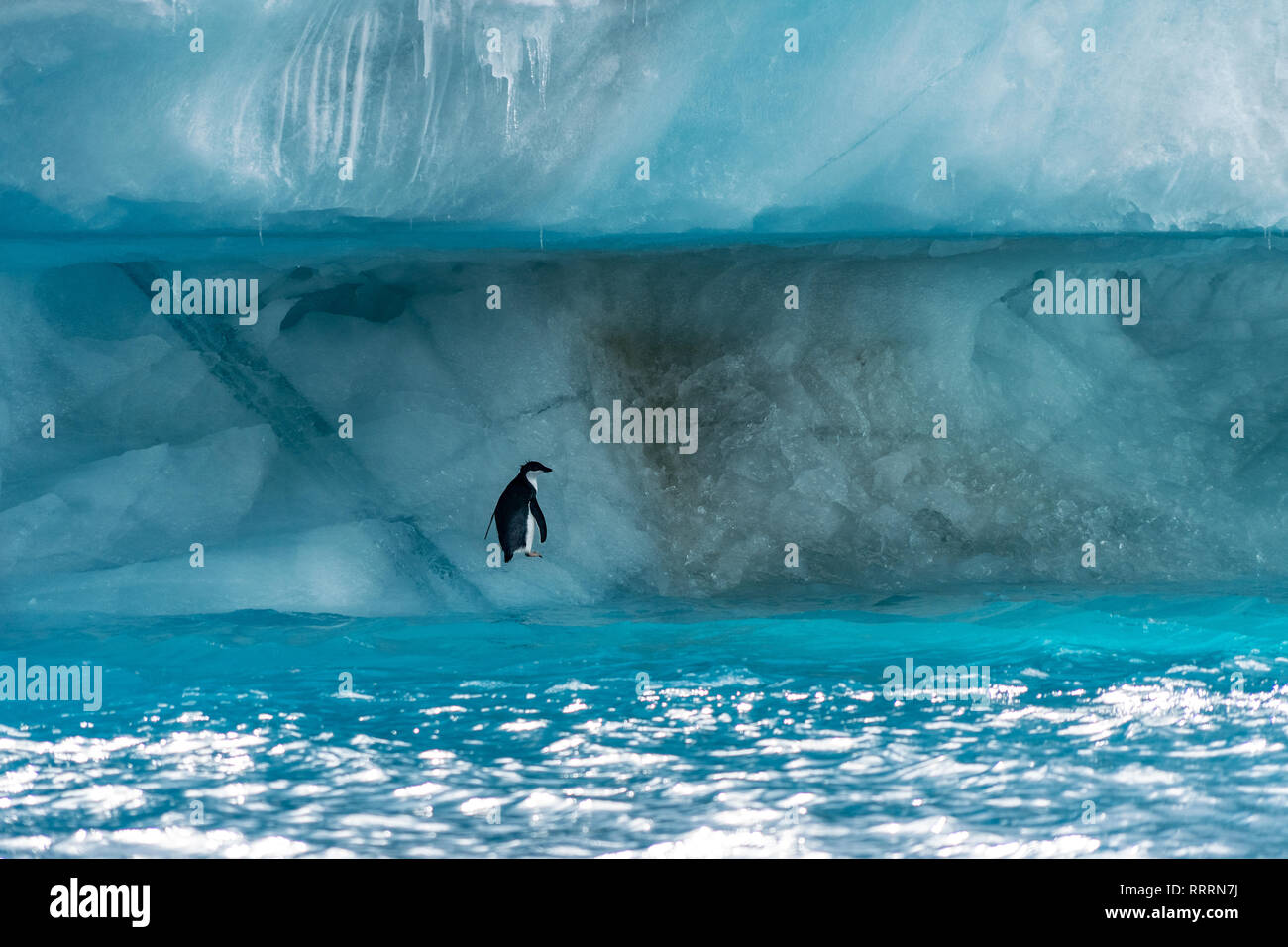Penguin in Antarctica Stock Photo