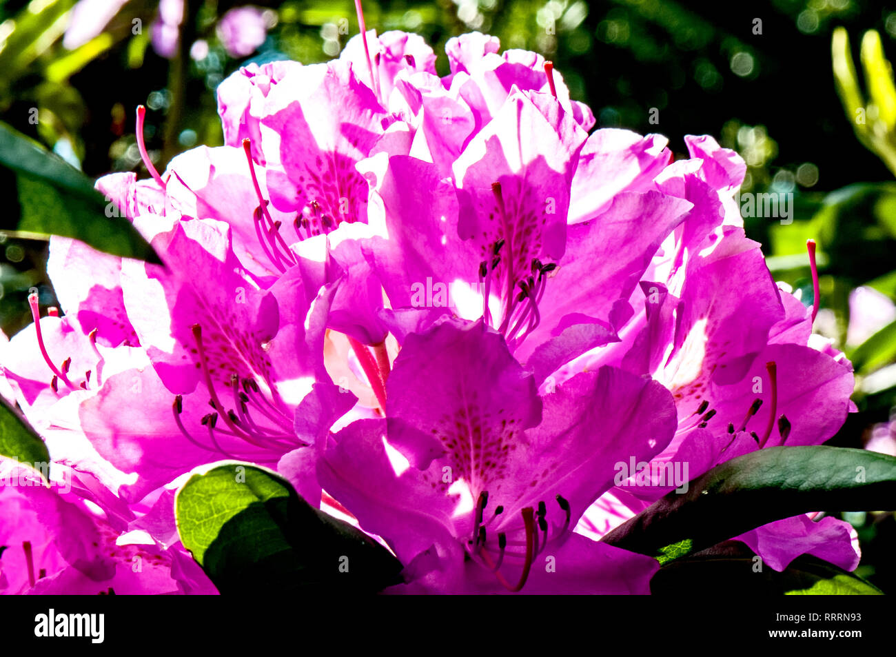 Hydrangea in full bloom; Hortensien in voller Blüte Stock Photo