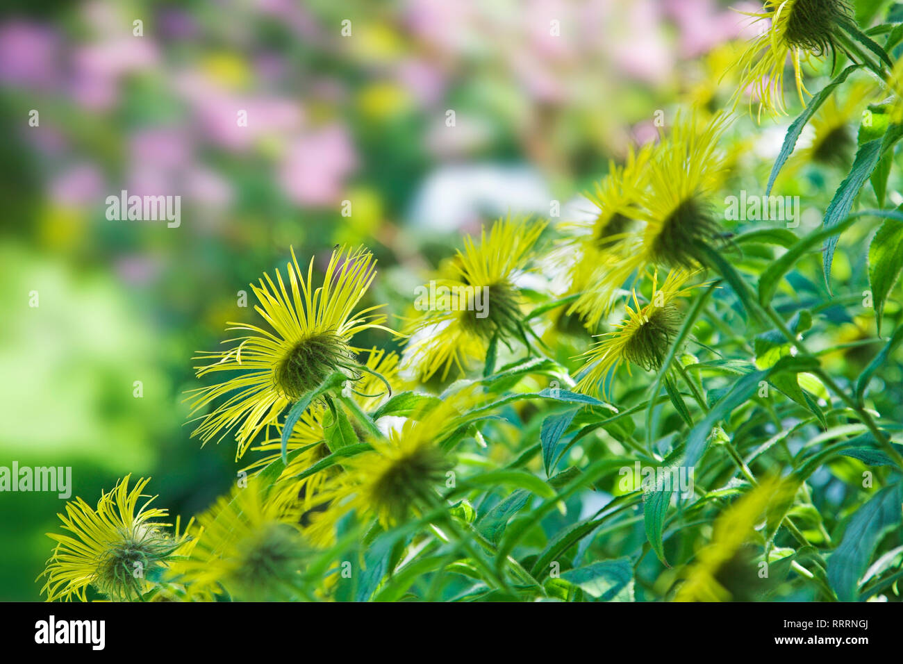 A flower bed full of Inula Hookeri flowers. Stock Photo