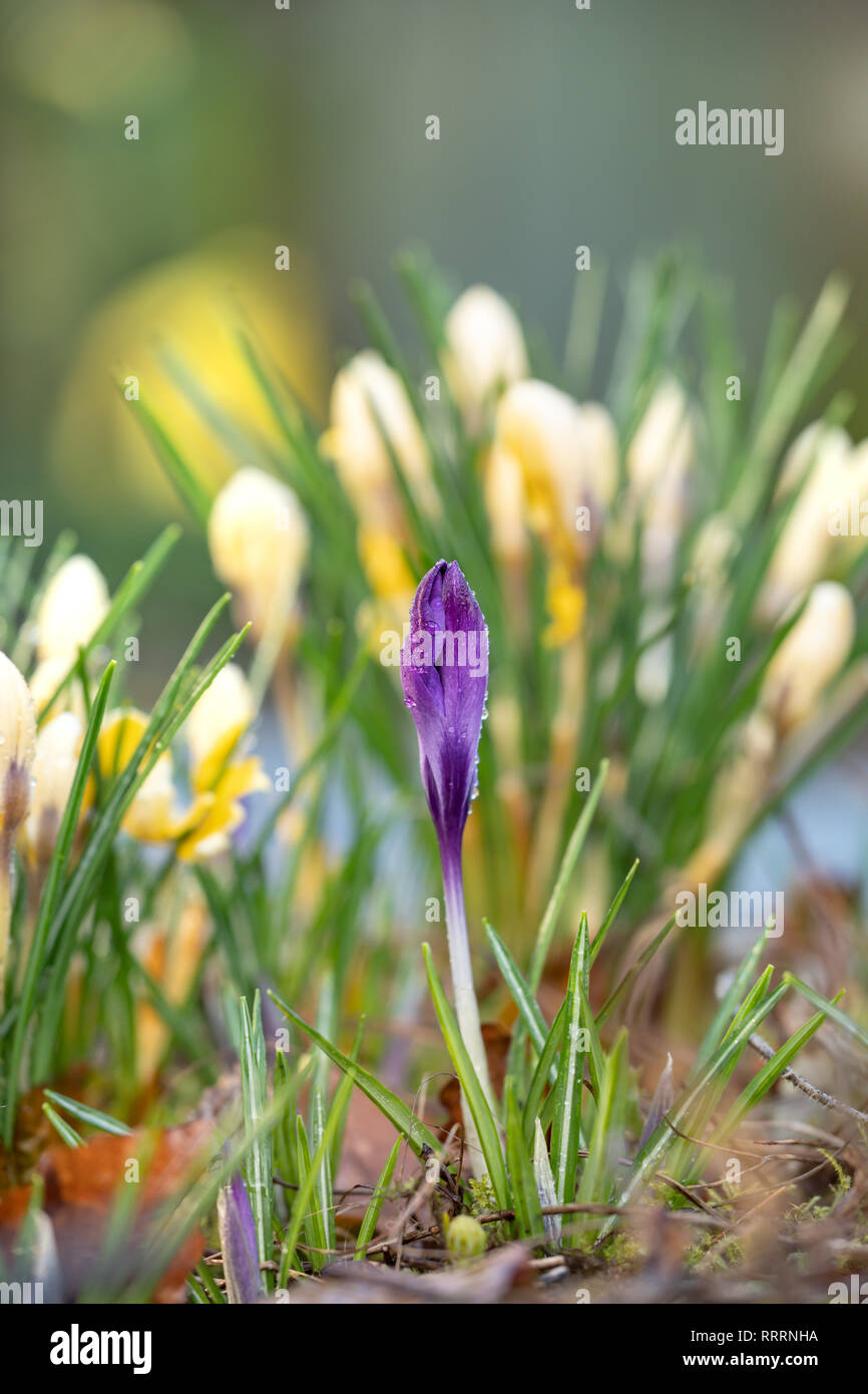 A Single purple Crocus flower in front of yellow Crocuses. Stock Photo