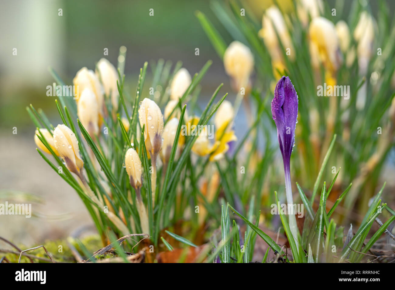 A Single purple Crocus flower in front of yellow Crocuses. Stock Photo