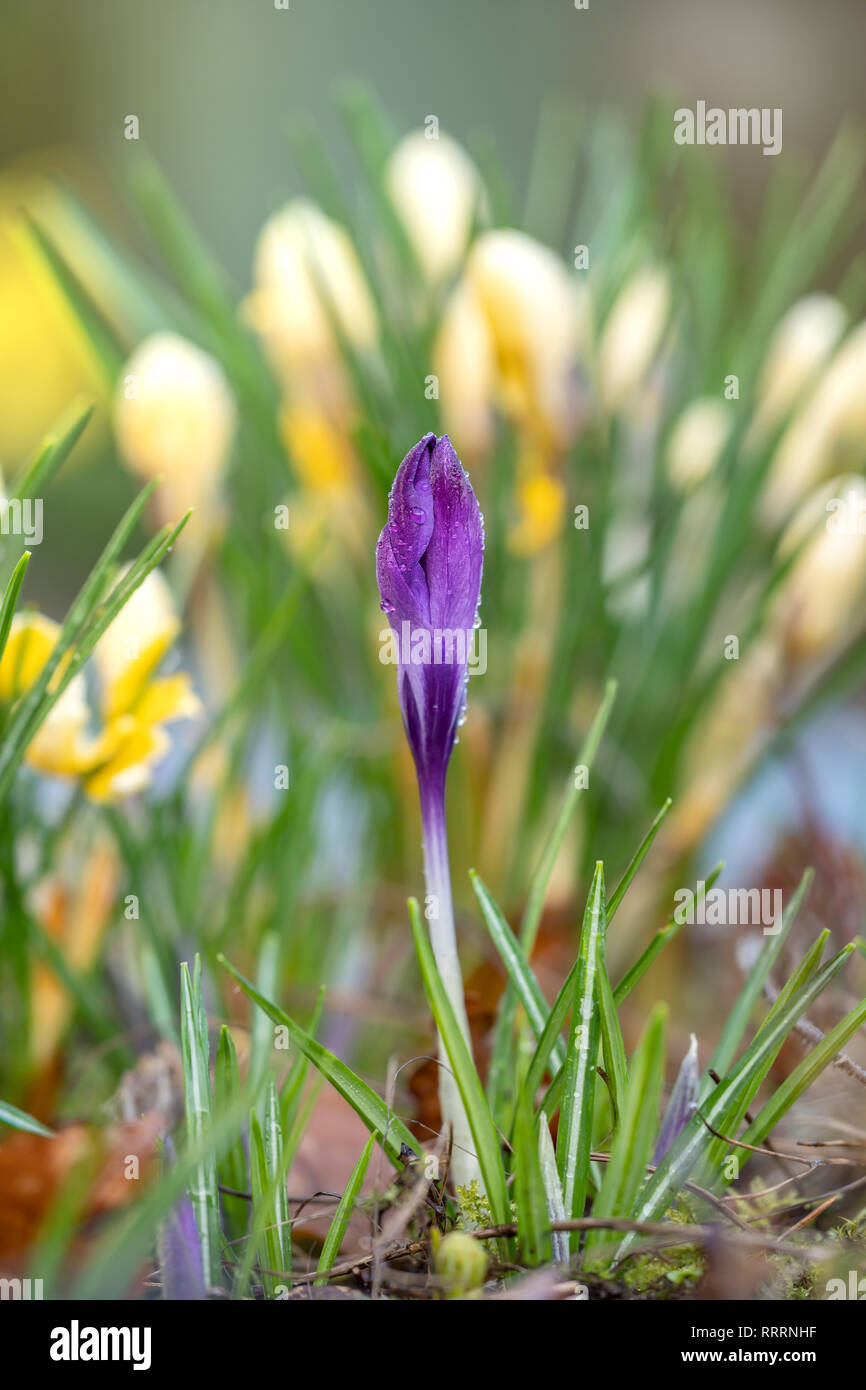 A Single purple Crocus flower in front of yellow Crocuses. Stock Photo
